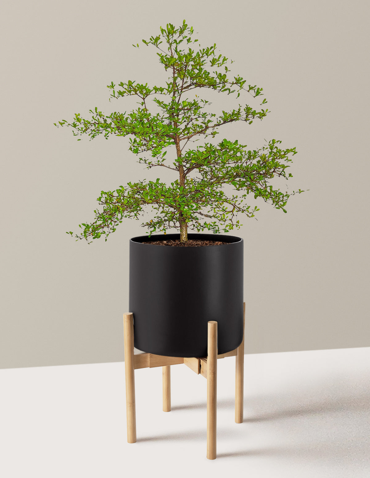 Siyah Zeytin Ağacı (Black Olive Tree)