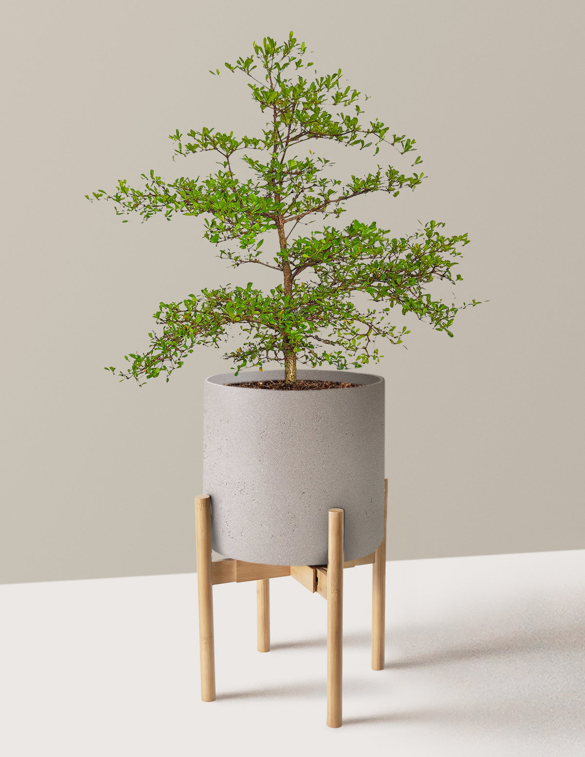 Siyah Zeytin Ağacı (Black Olive Tree)