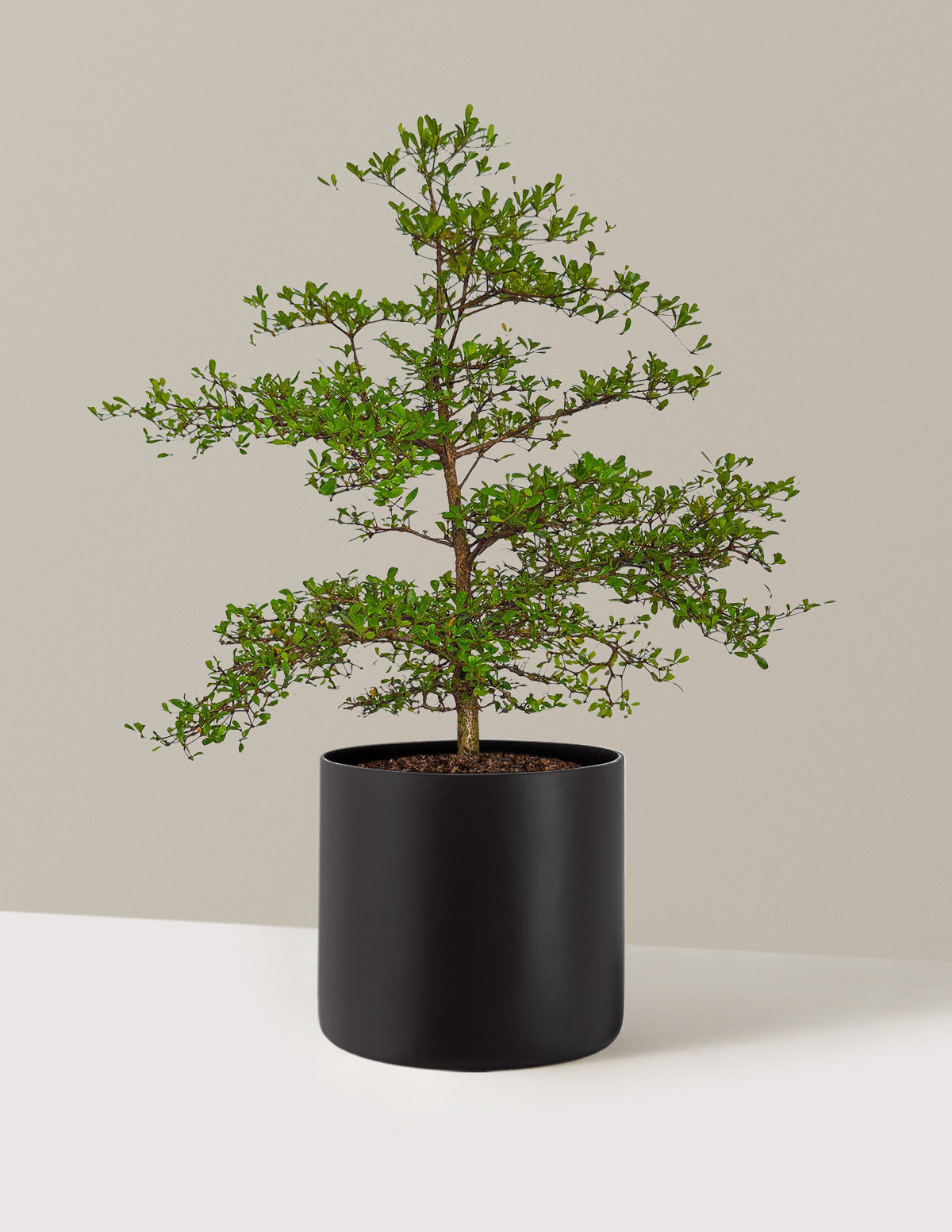 Siyah Zeytin Ağacı (Black Olive Tree)