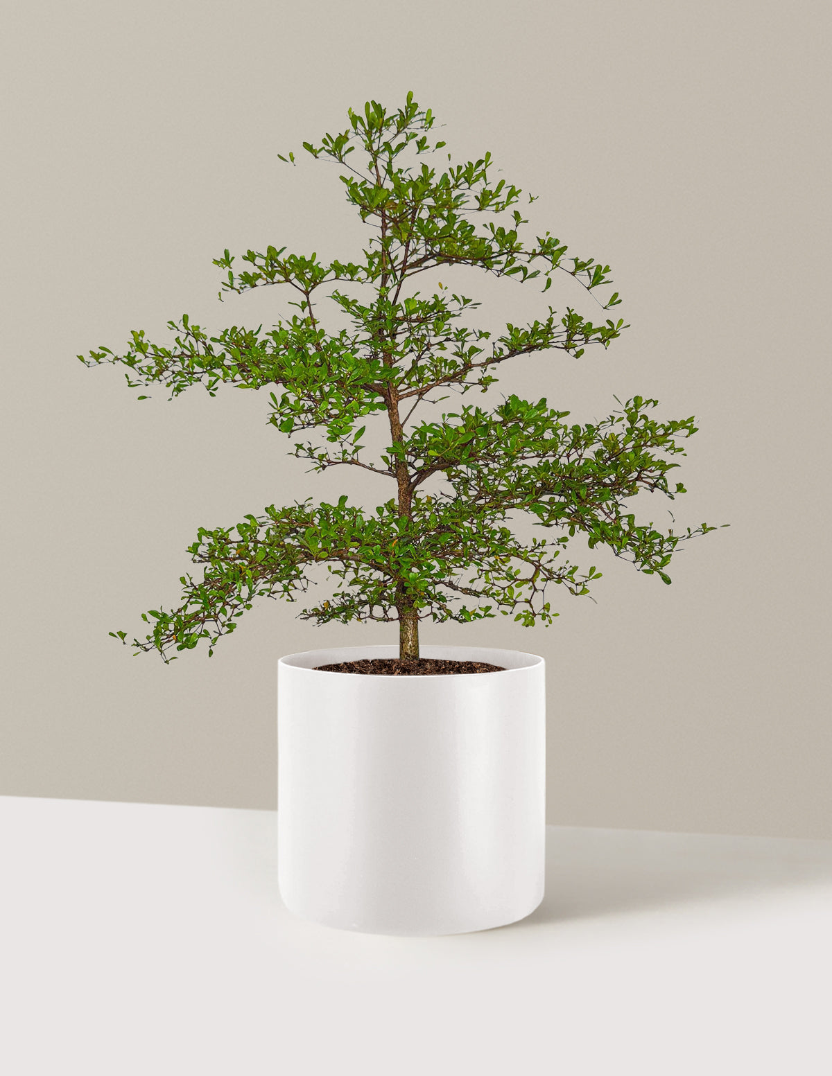 Siyah Zeytin Ağacı (Black Olive Tree)