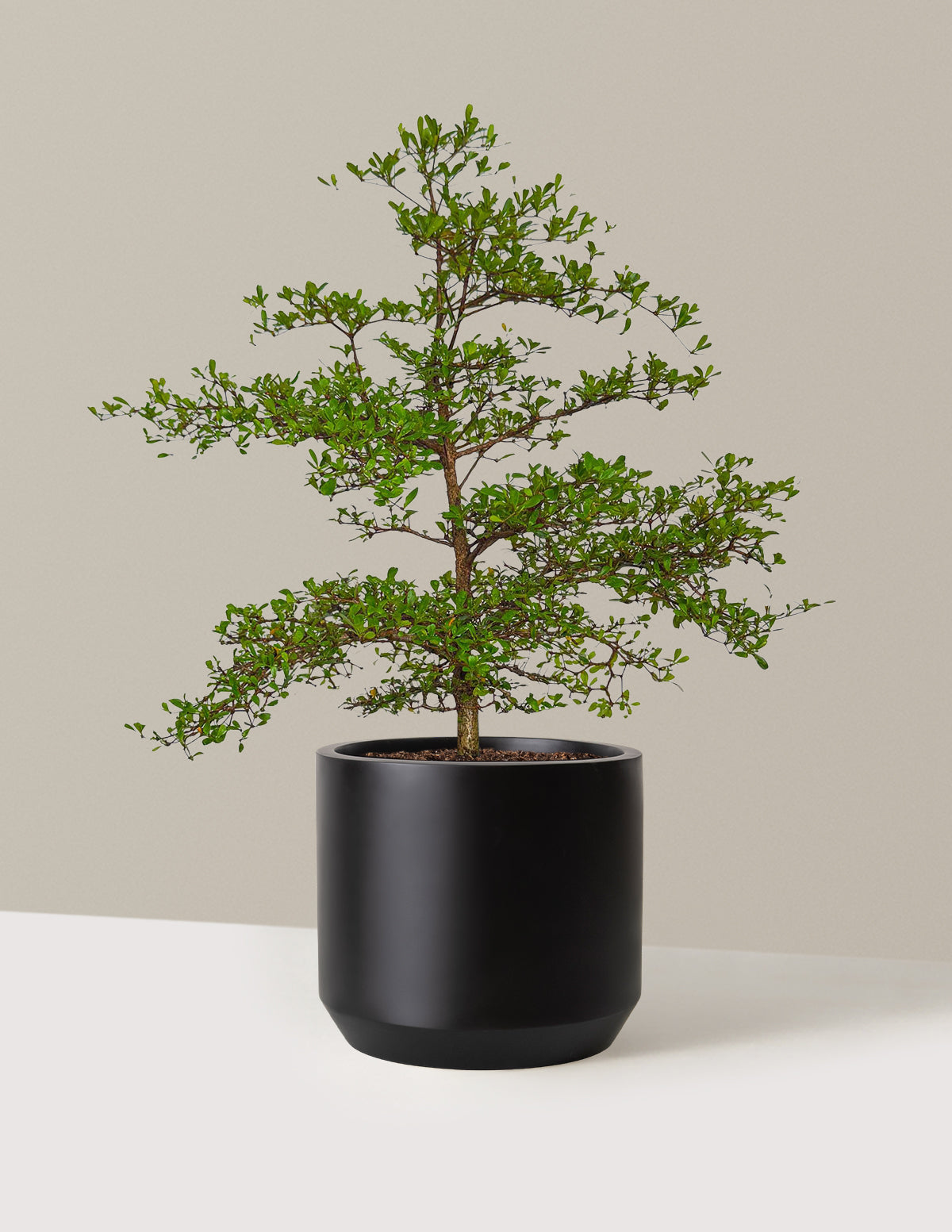 Siyah Zeytin Ağacı (Black Olive Tree)