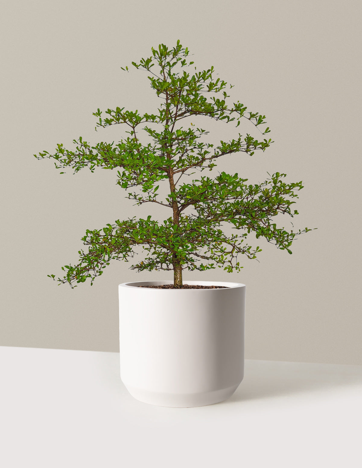 Siyah Zeytin Ağacı (Black Olive Tree)