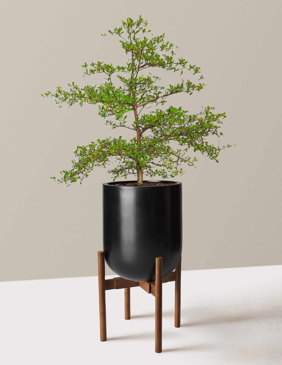 Siyah Zeytin Ağacı (Black Olive Tree)