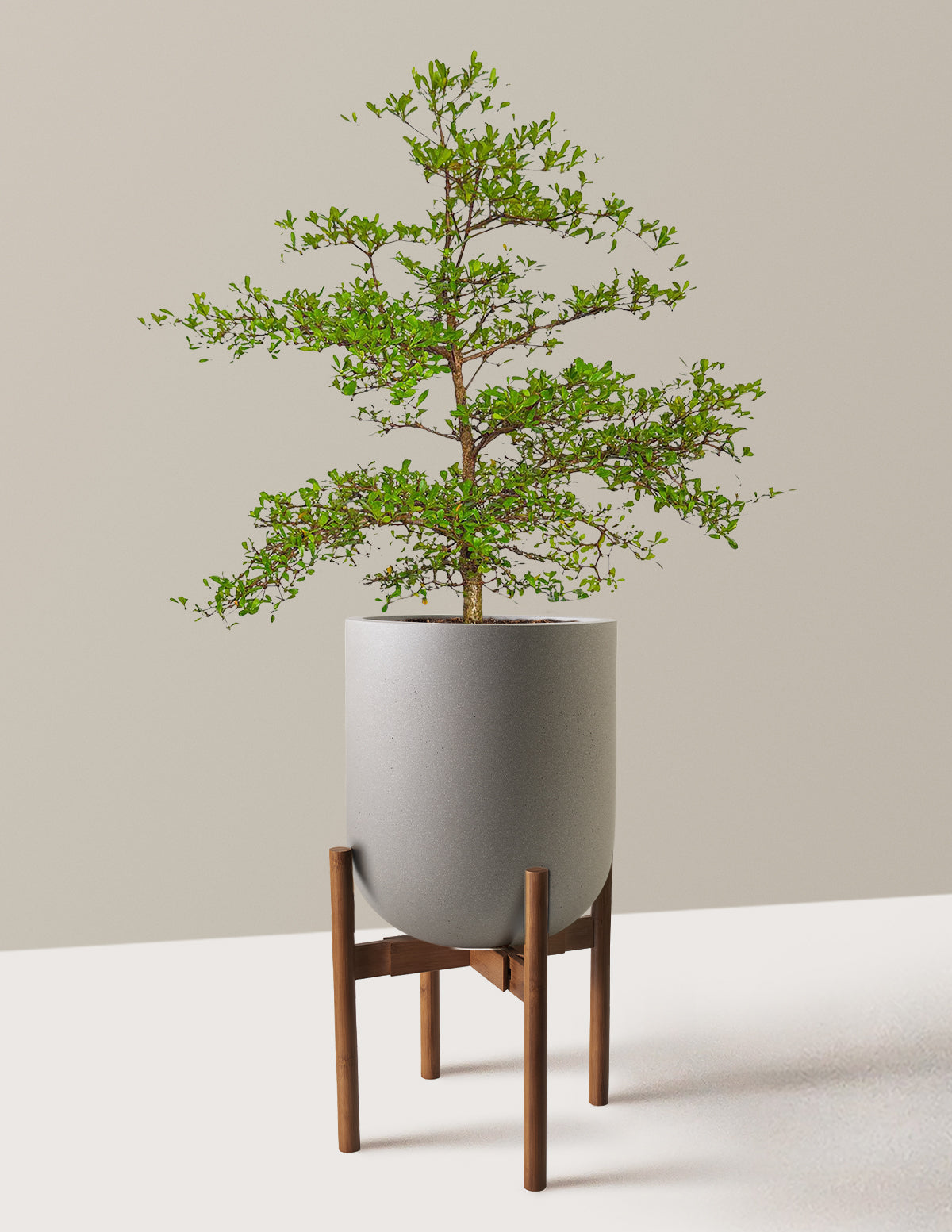 Siyah Zeytin Ağacı (Black Olive Tree)