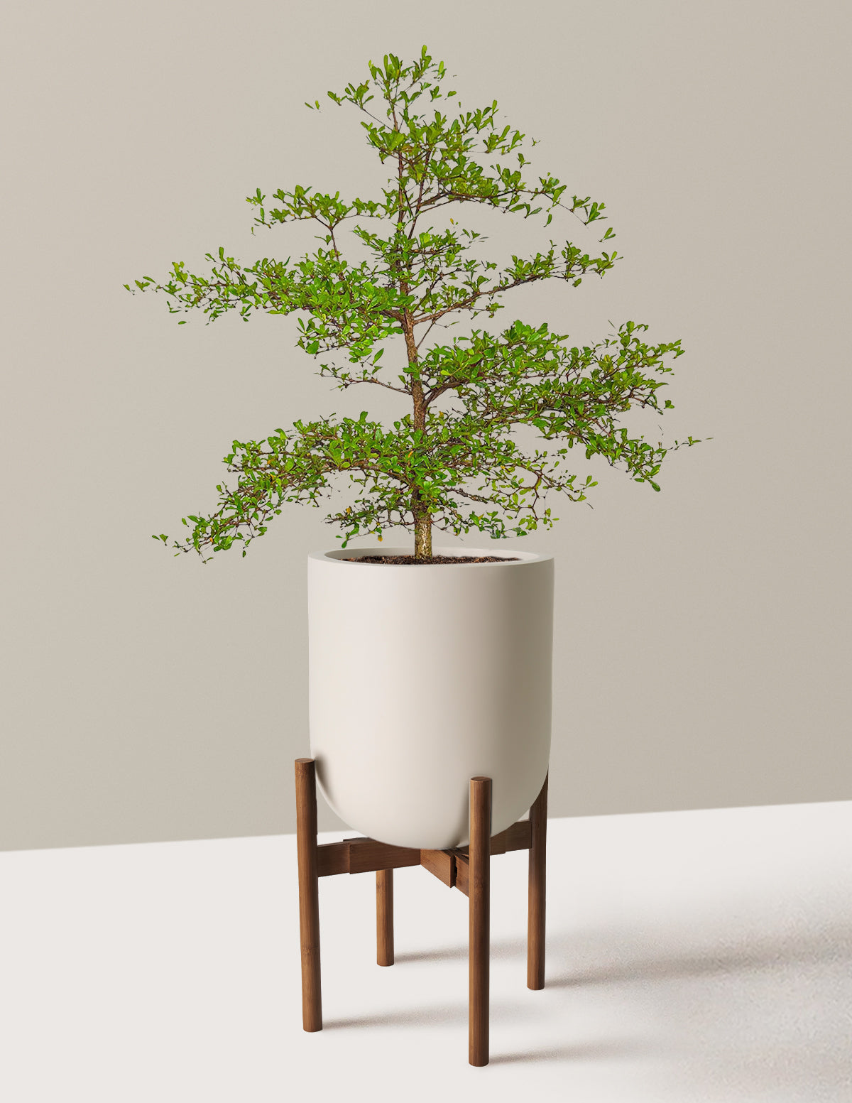 Siyah Zeytin Ağacı (Black Olive Tree)