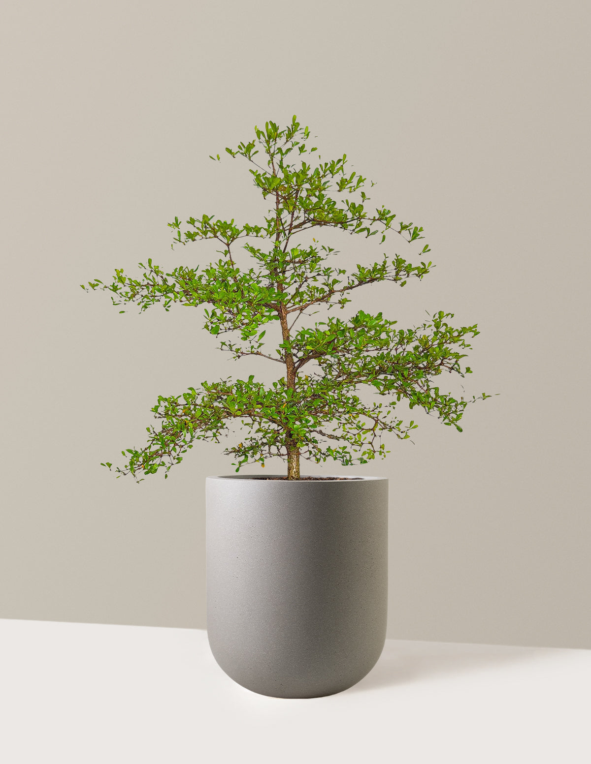 Siyah Zeytin Ağacı (Black Olive Tree)