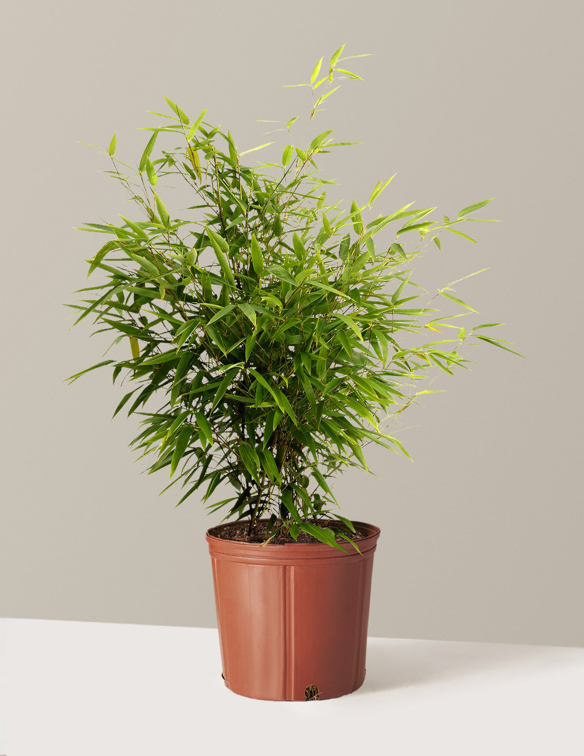 Black Bamboo (Siyah Bambu)