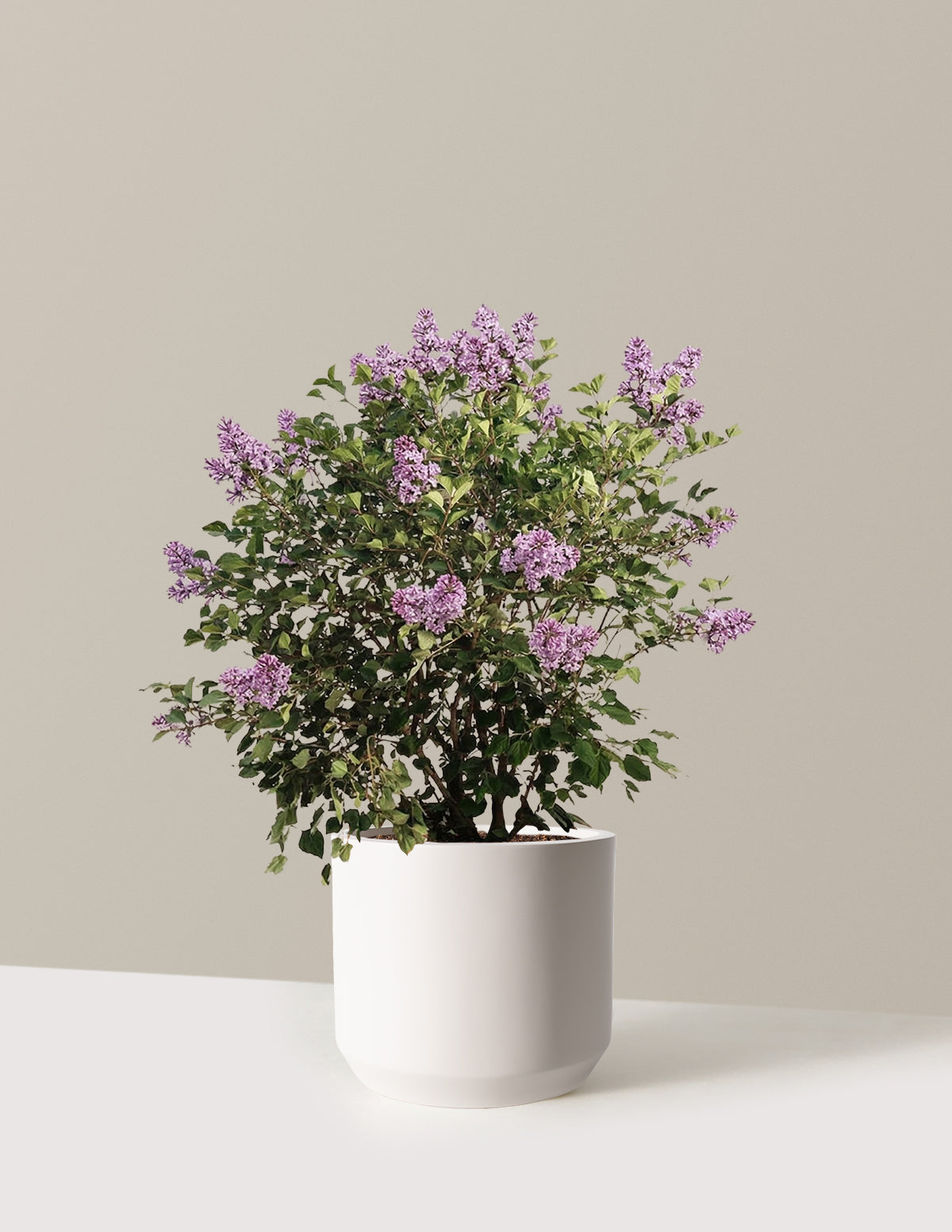 Bloomerang Leylak Çalısı