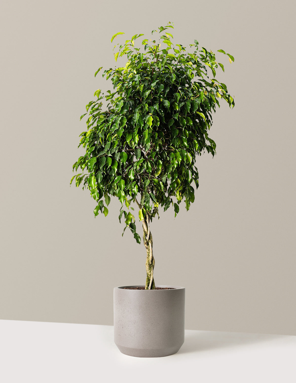 Örgü Gövdeli Benjamina Ficus