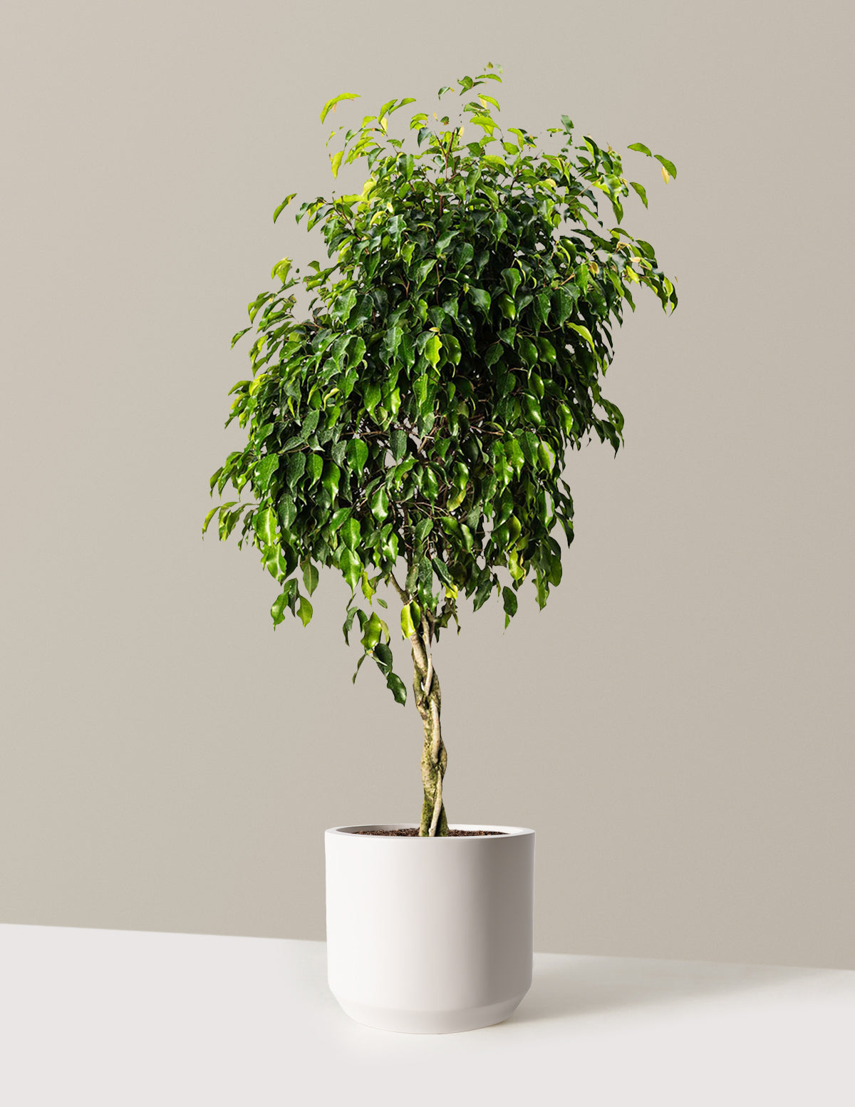 Örgü Gövdeli Benjamina Ficus