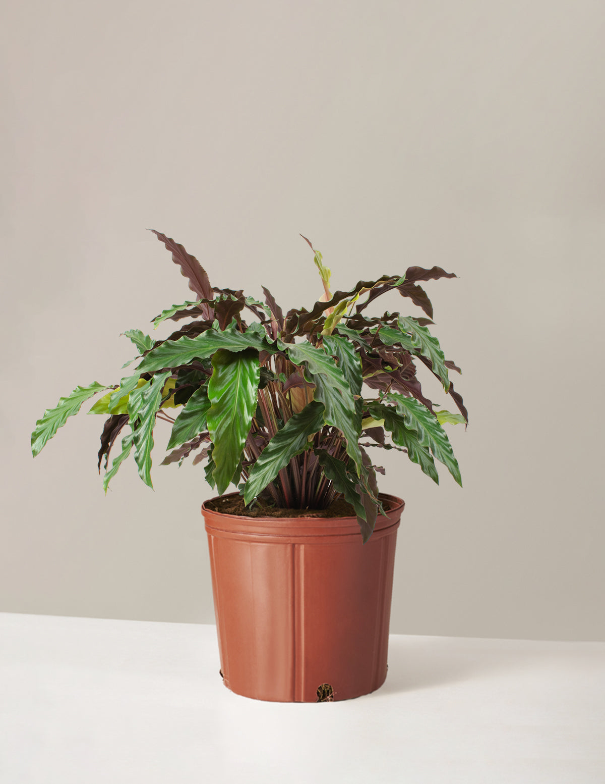 Büyük Calathea Wavestar