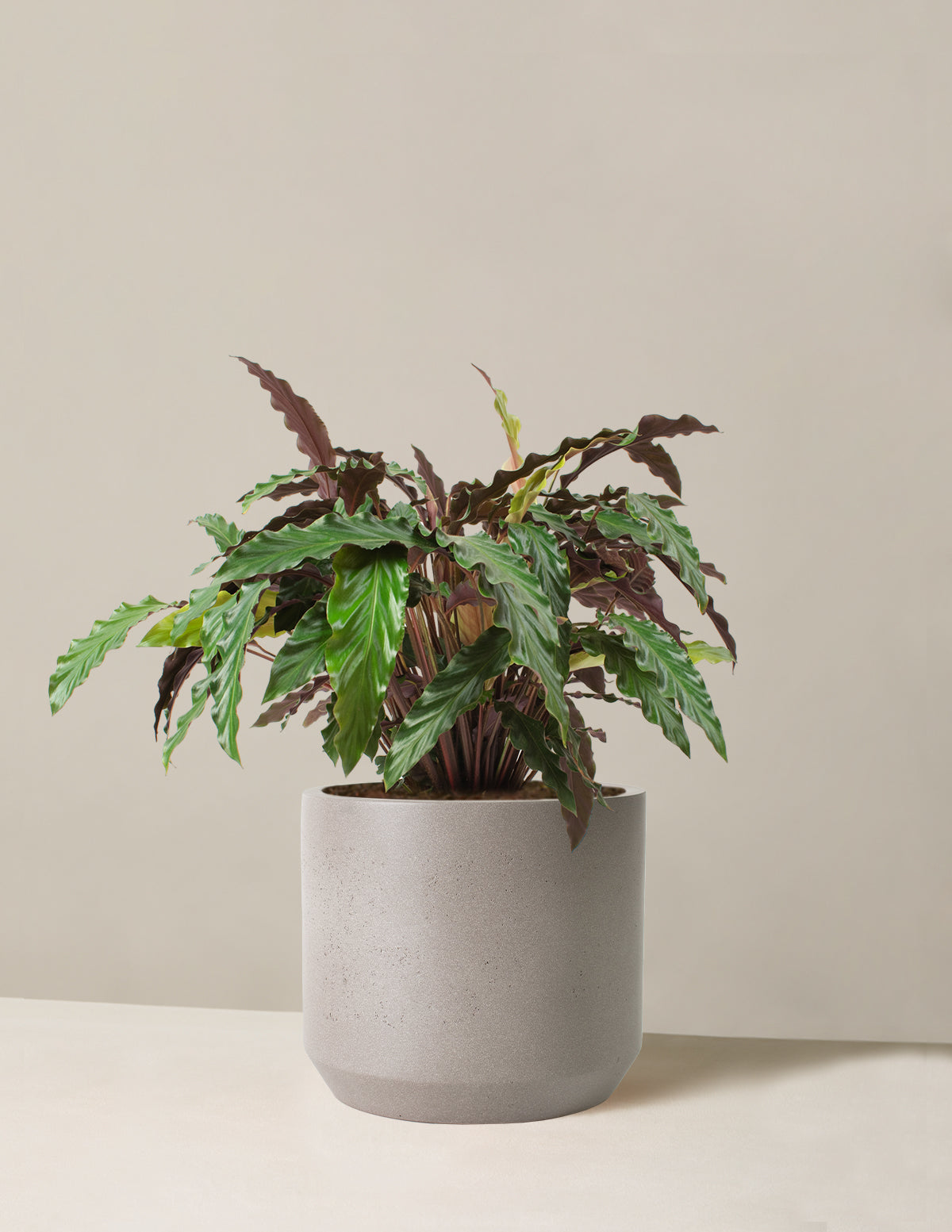 Büyük Calathea Wavestar