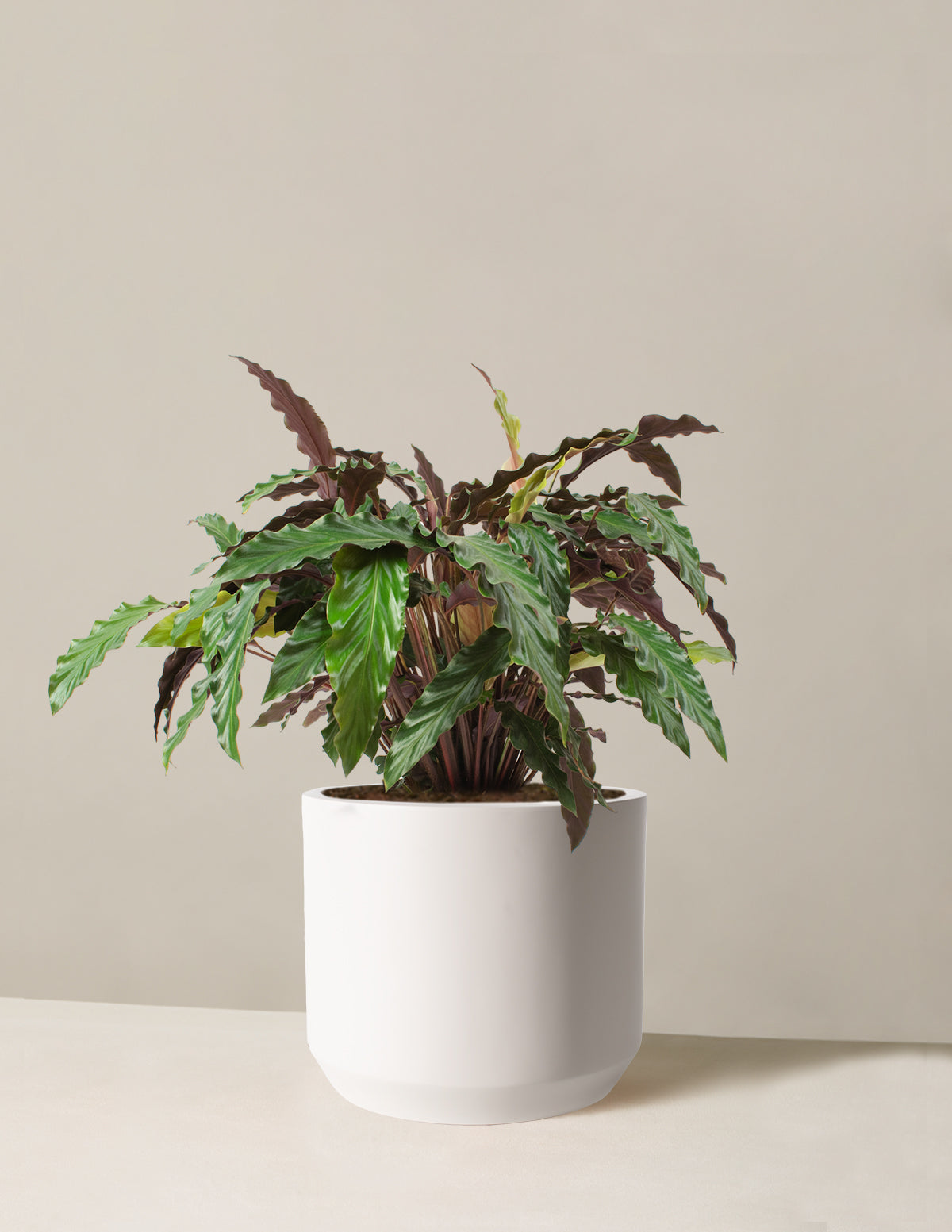 Büyük Calathea Wavestar