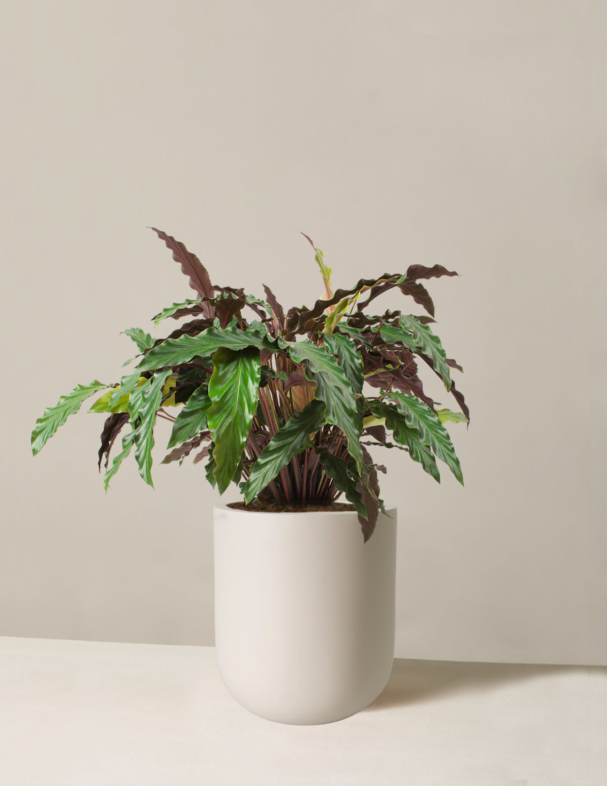 Büyük Calathea Wavestar