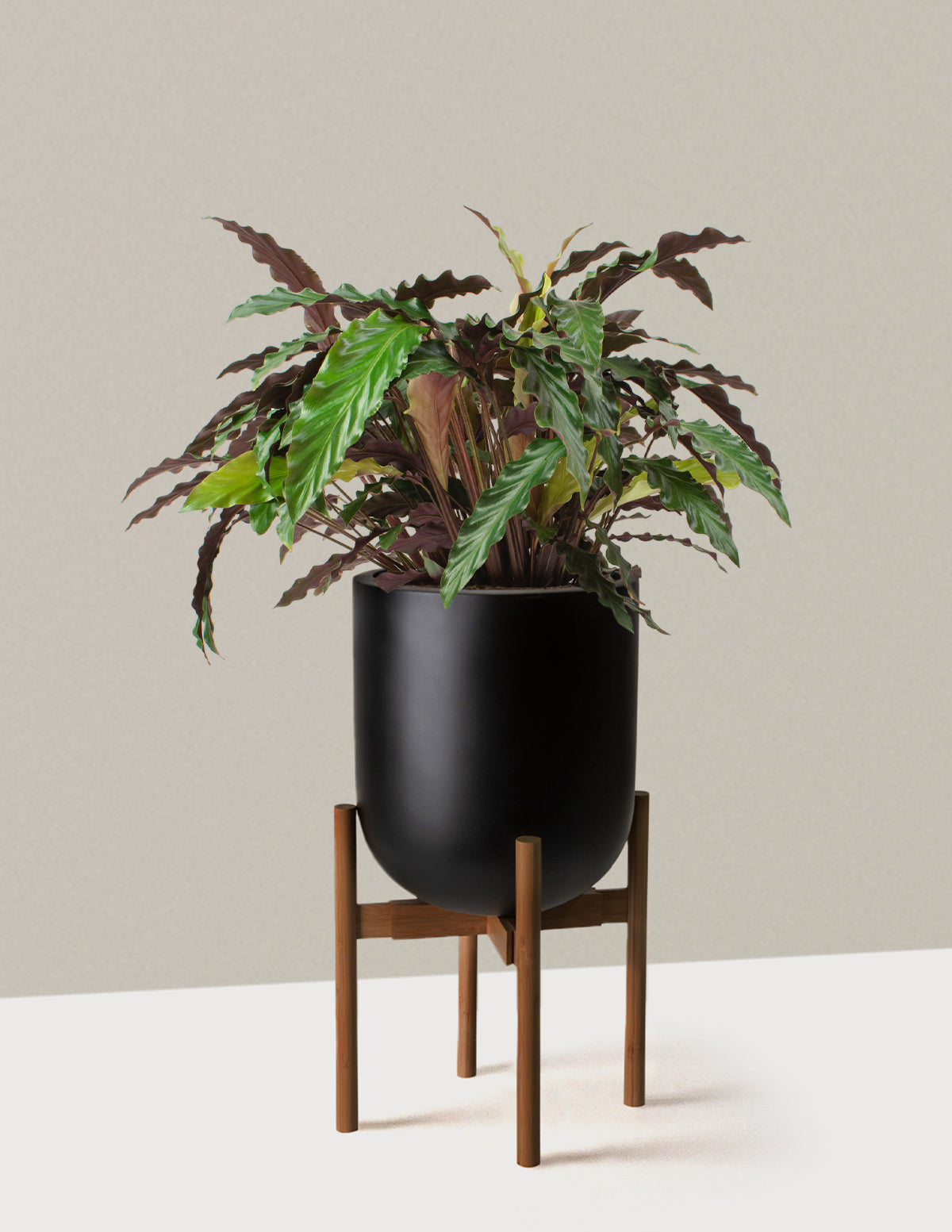 Büyük Calathea Wavestar
