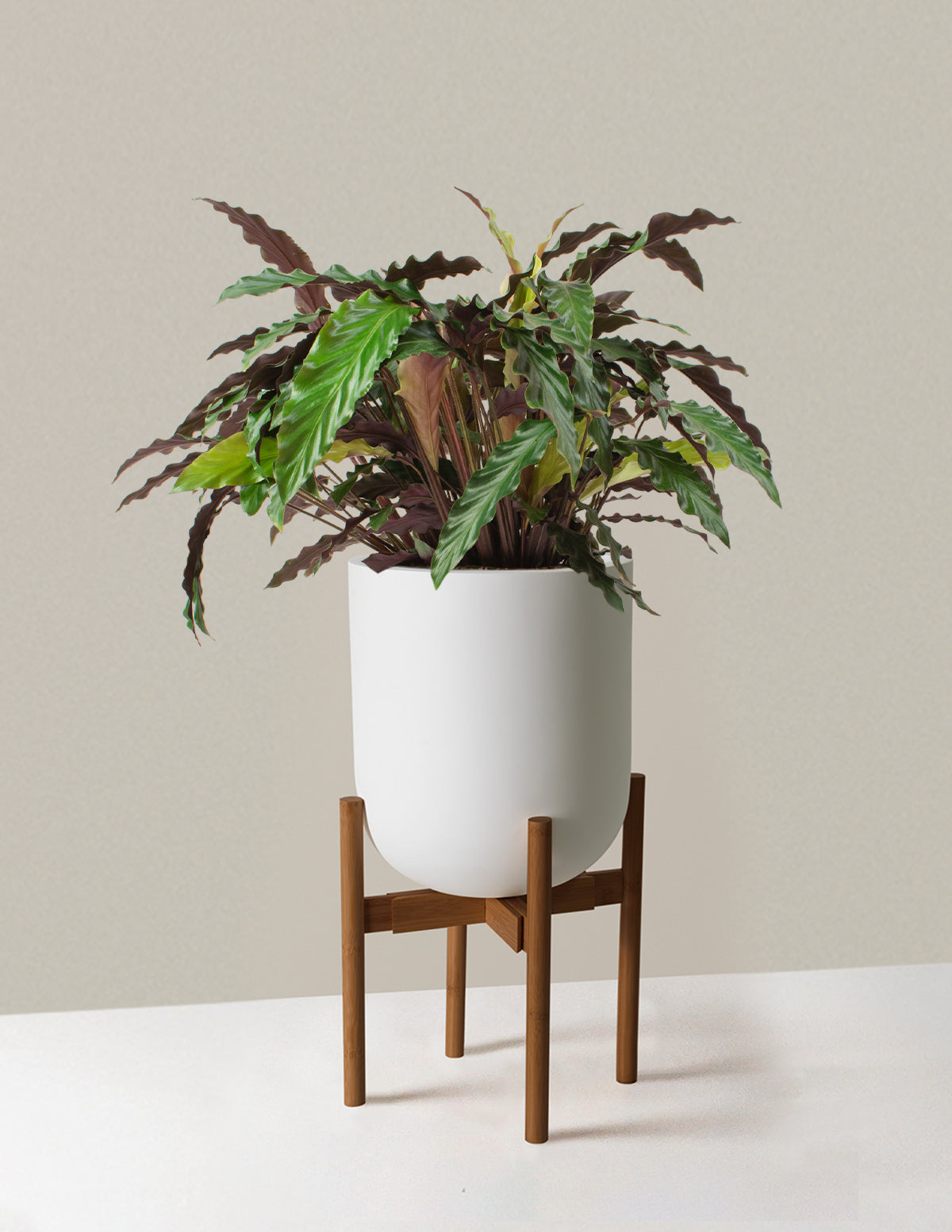 Büyük Calathea Wavestar
