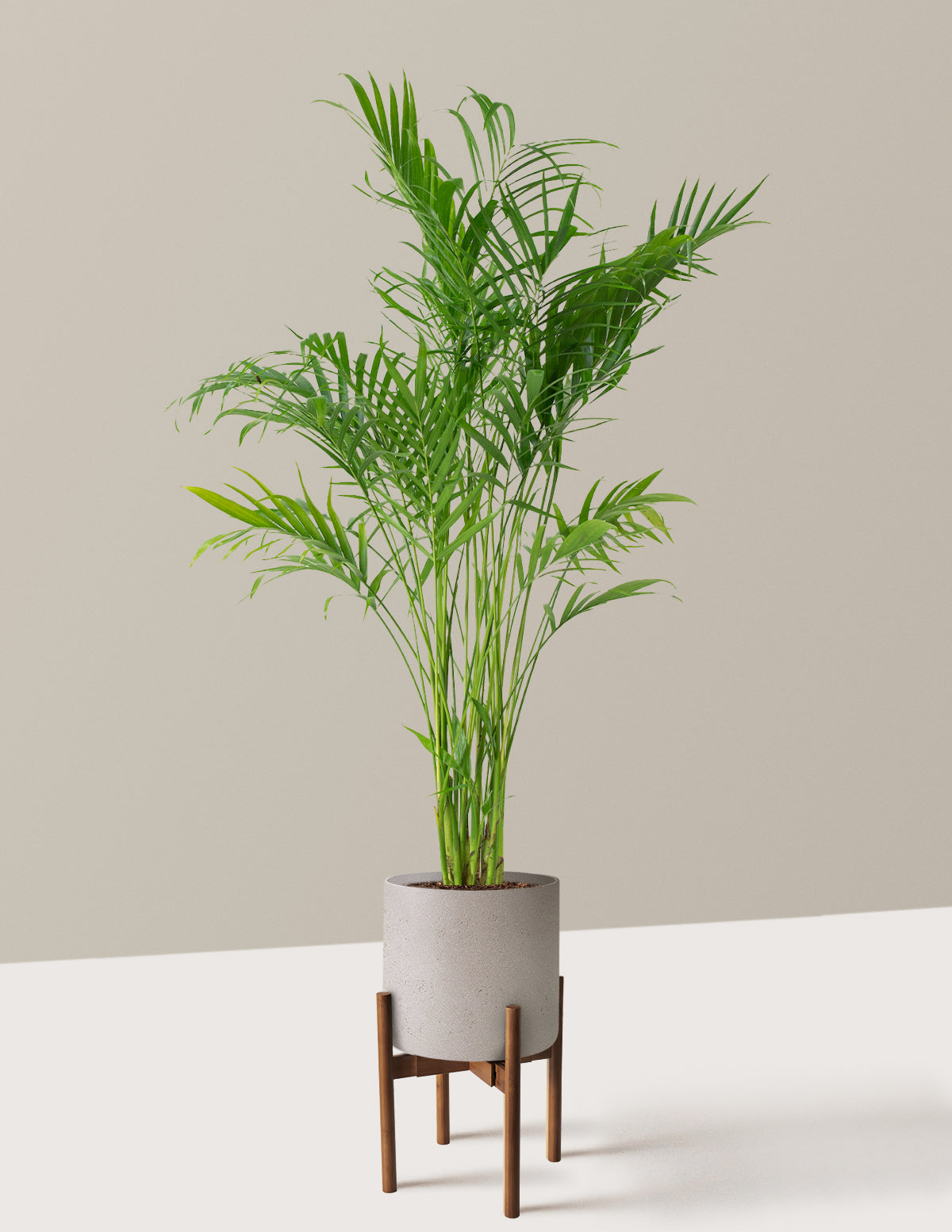 Büyük Boy Cat Palm (Kedi Palmiyesi)