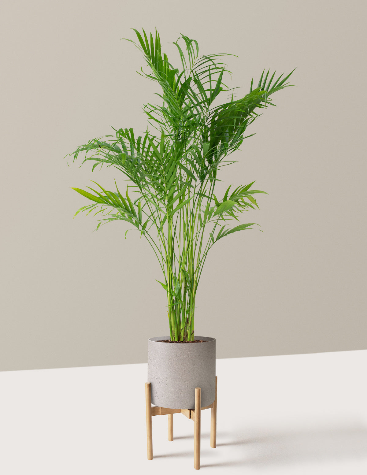 Büyük Boy Cat Palm (Kedi Palmiyesi)
