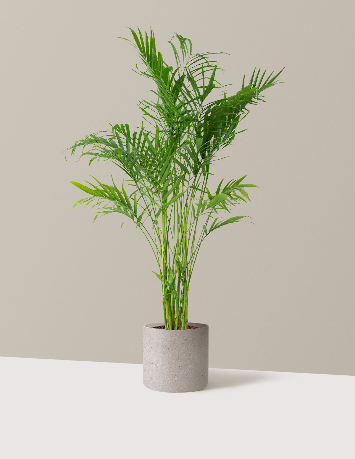 Büyük Boy Cat Palm (Kedi Palmiyesi)