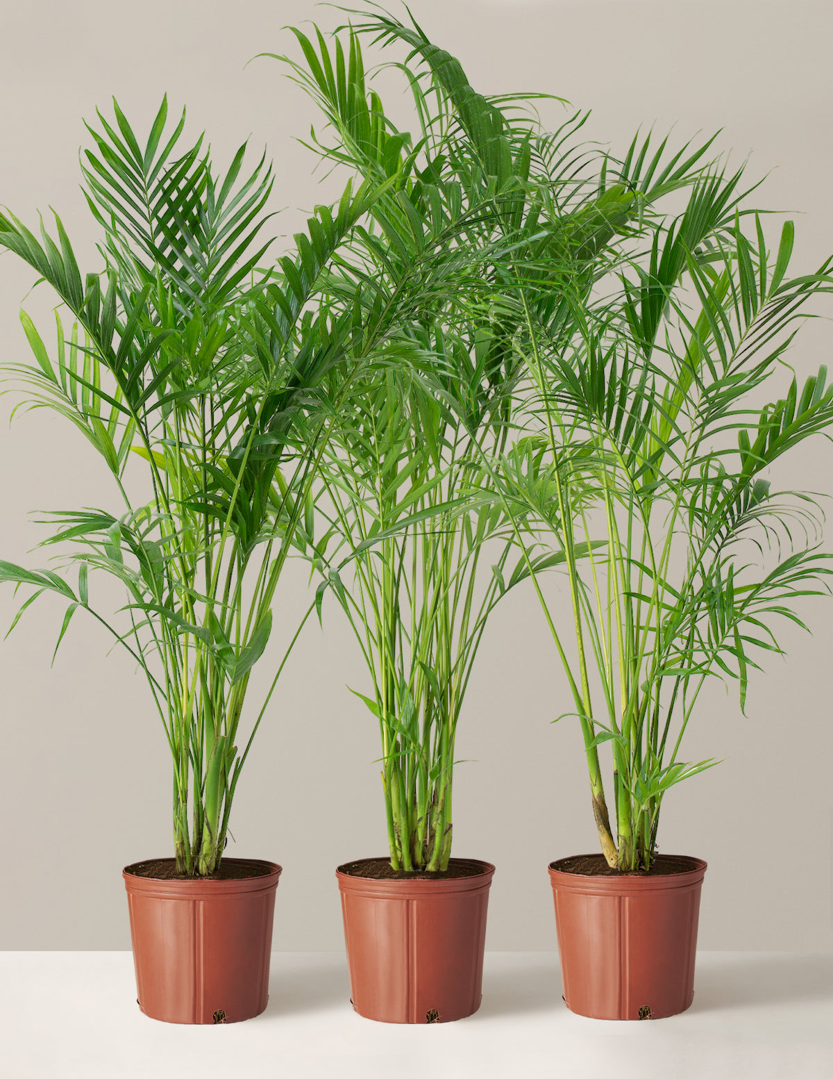 Büyük Boy Cat Palm (Kedi Palmiyesi)
