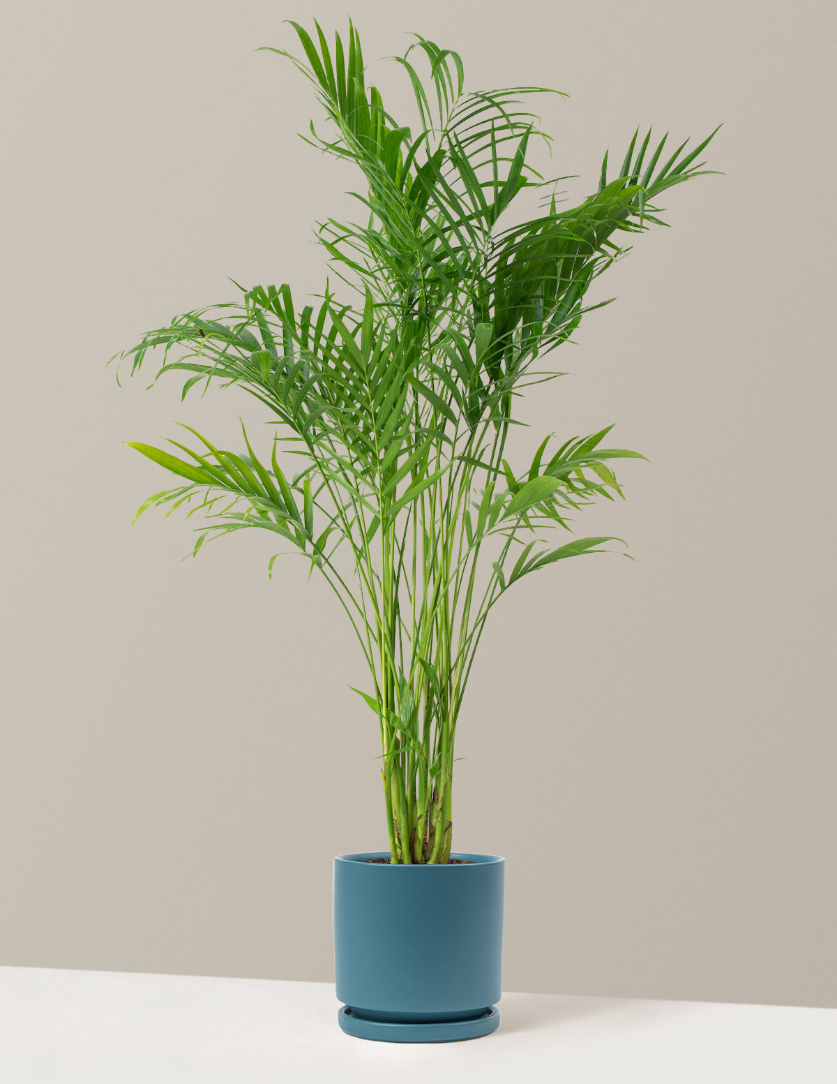 Büyük Boy Cat Palm (Kedi Palmiyesi)