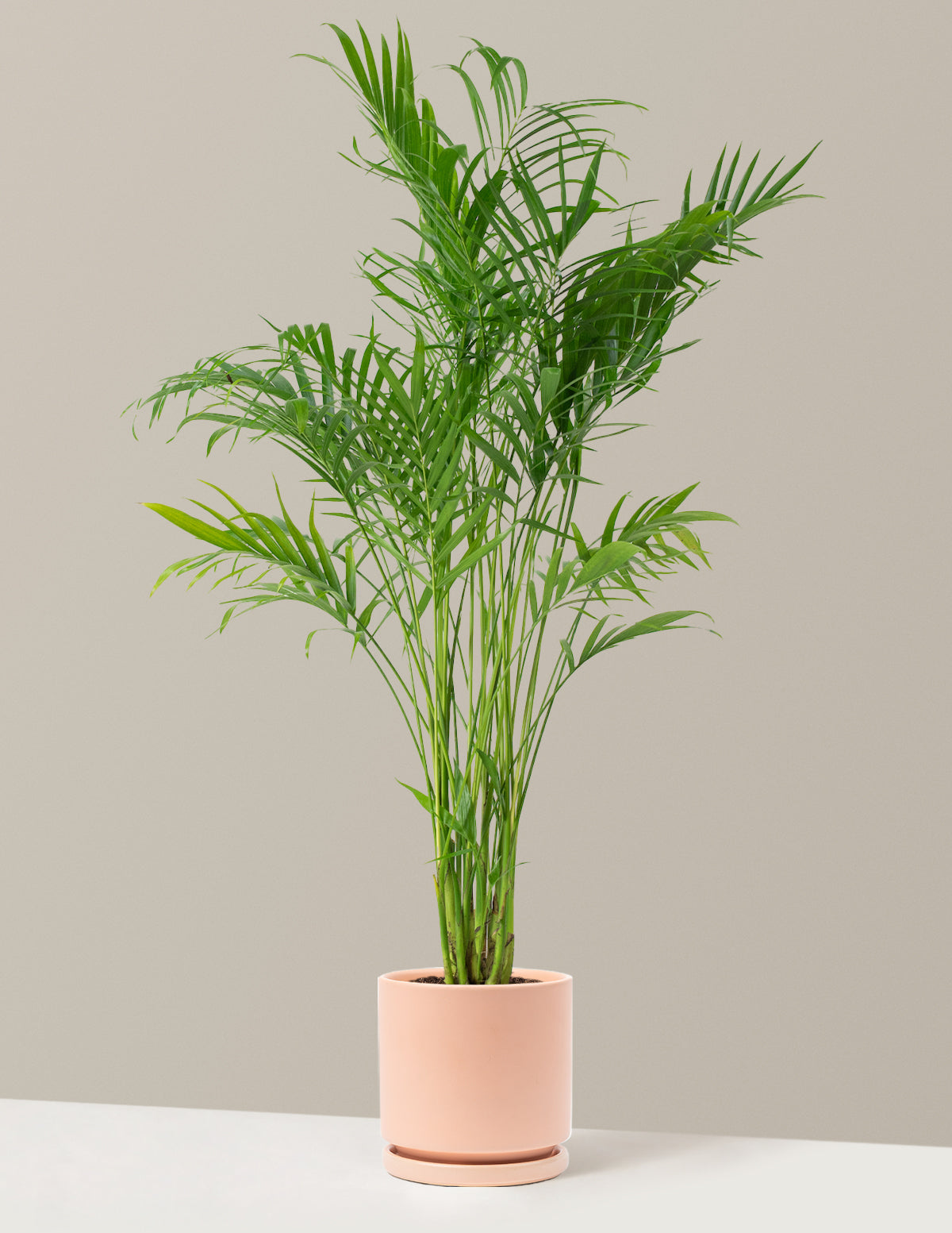 Büyük Boy Cat Palm (Kedi Palmiyesi)
