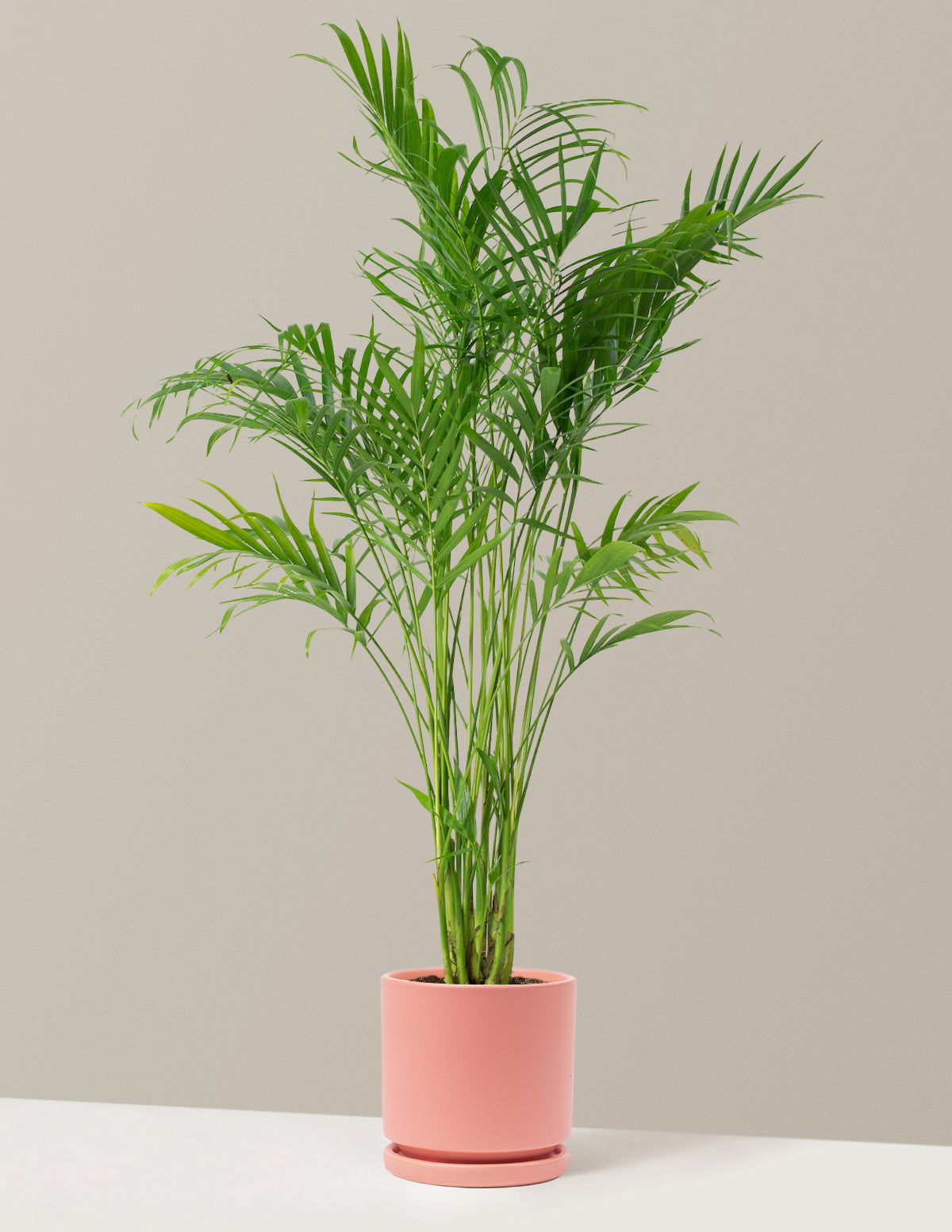 Büyük Boy Cat Palm (Kedi Palmiyesi)