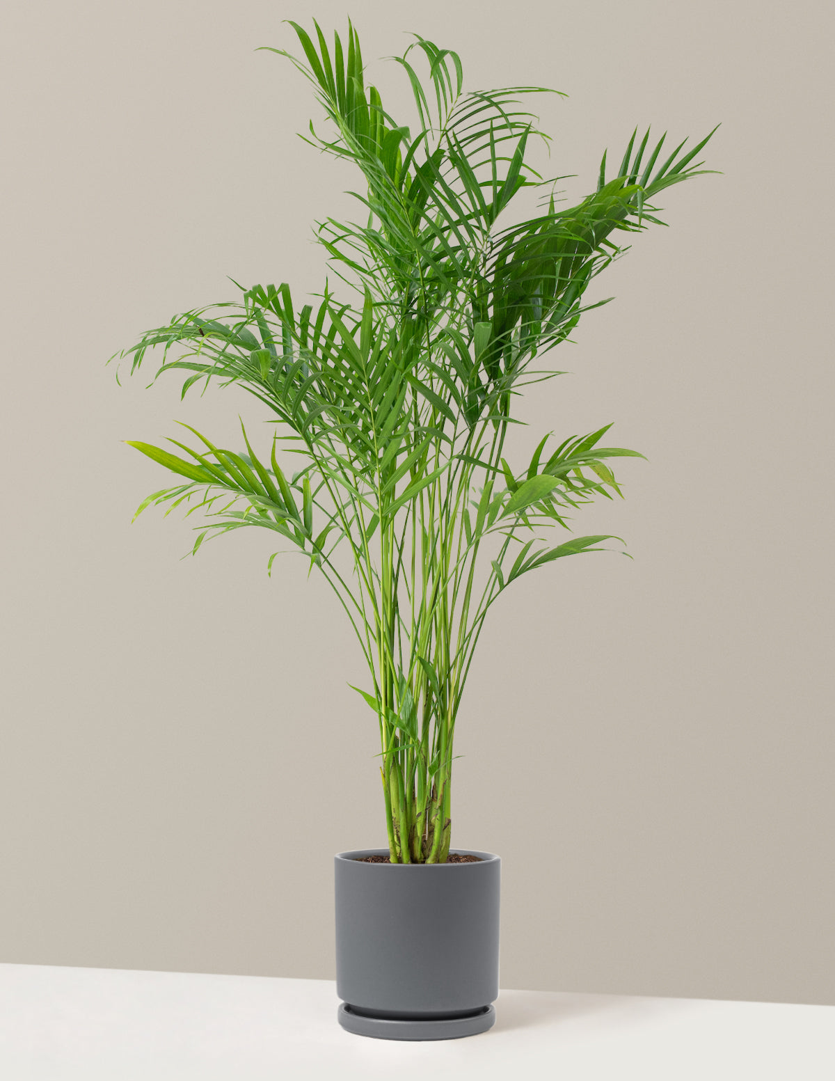 Büyük Boy Cat Palm (Kedi Palmiyesi)