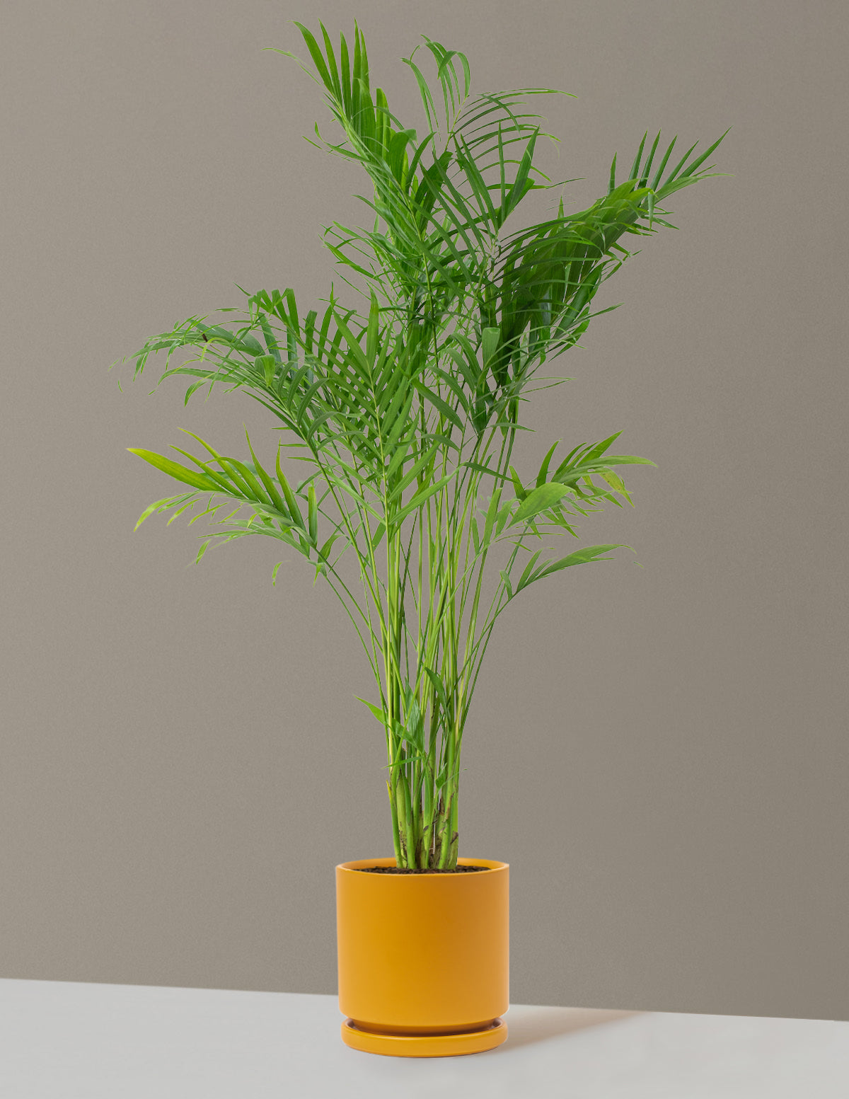 Büyük Boy Cat Palm (Kedi Palmiyesi)
