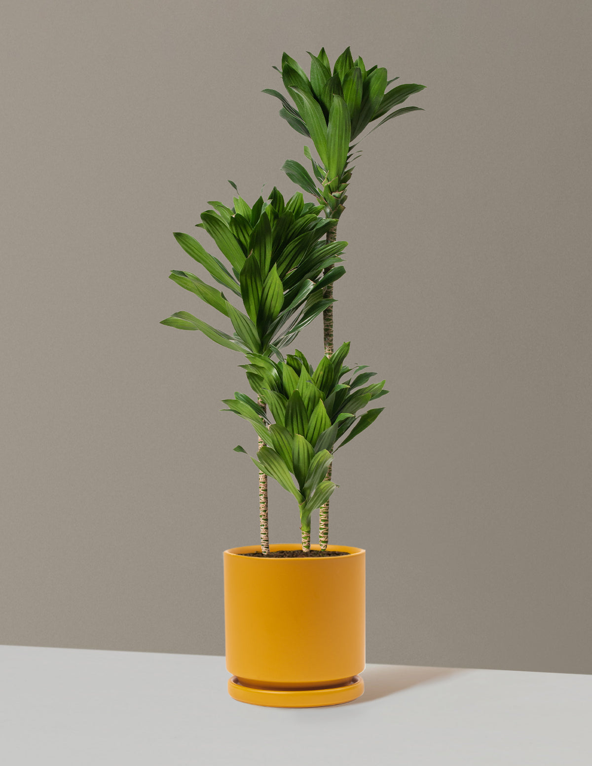 Büyük Dracaena Compacta Cane