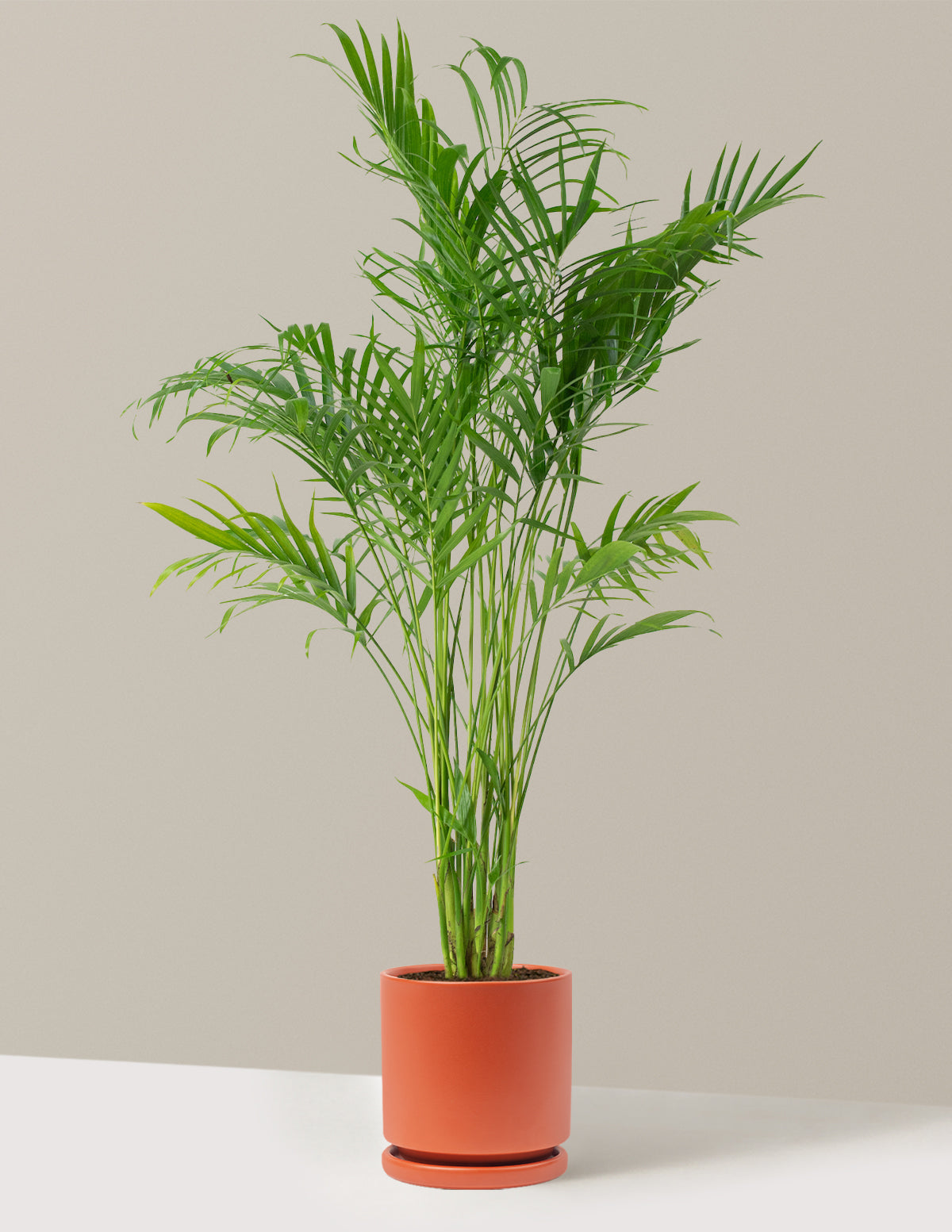 Büyük Boy Cat Palm (Kedi Palmiyesi)