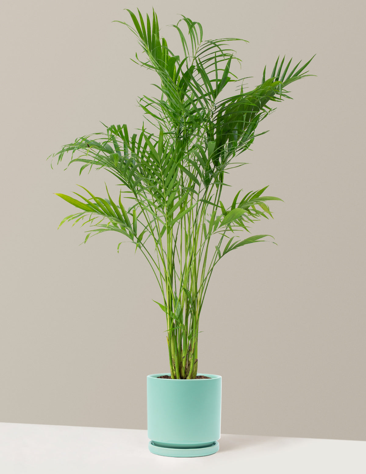 Büyük Boy Cat Palm (Kedi Palmiyesi)