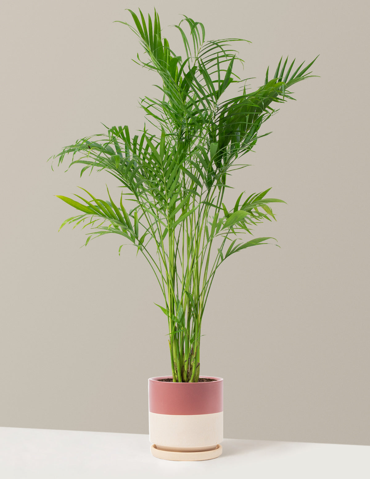 Büyük Boy Cat Palm (Kedi Palmiyesi)