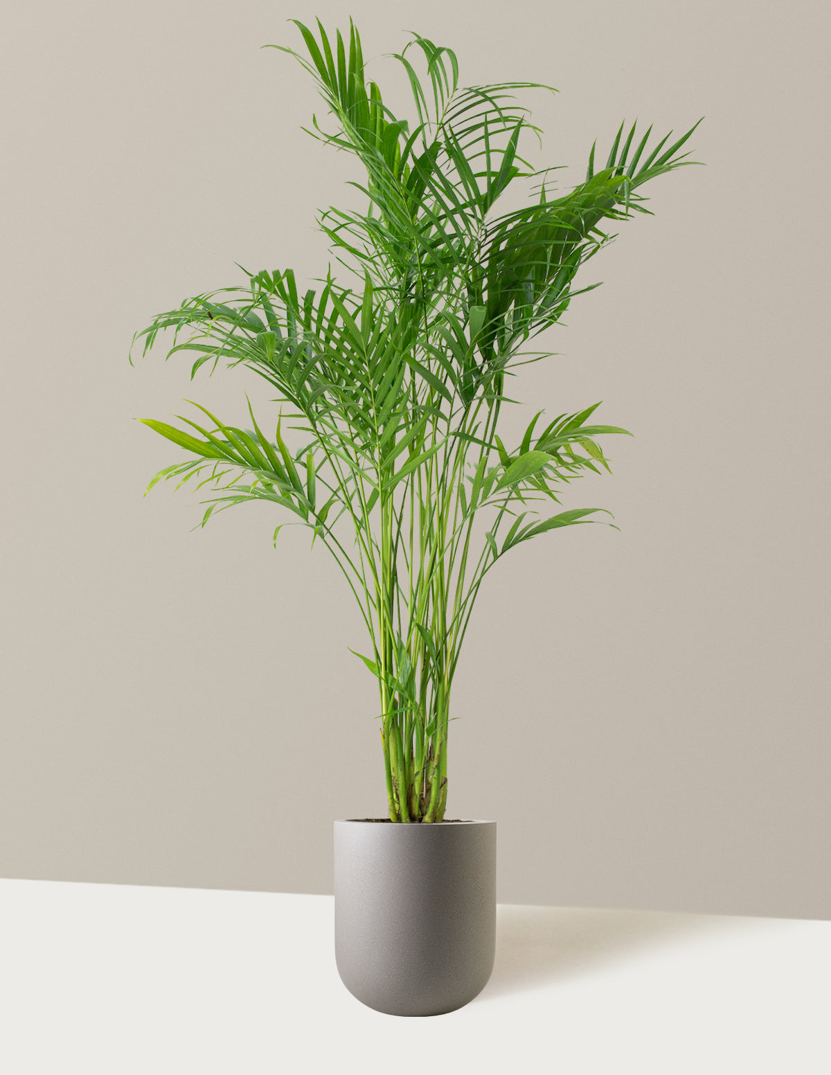 Büyük Boy Cat Palm (Kedi Palmiyesi)