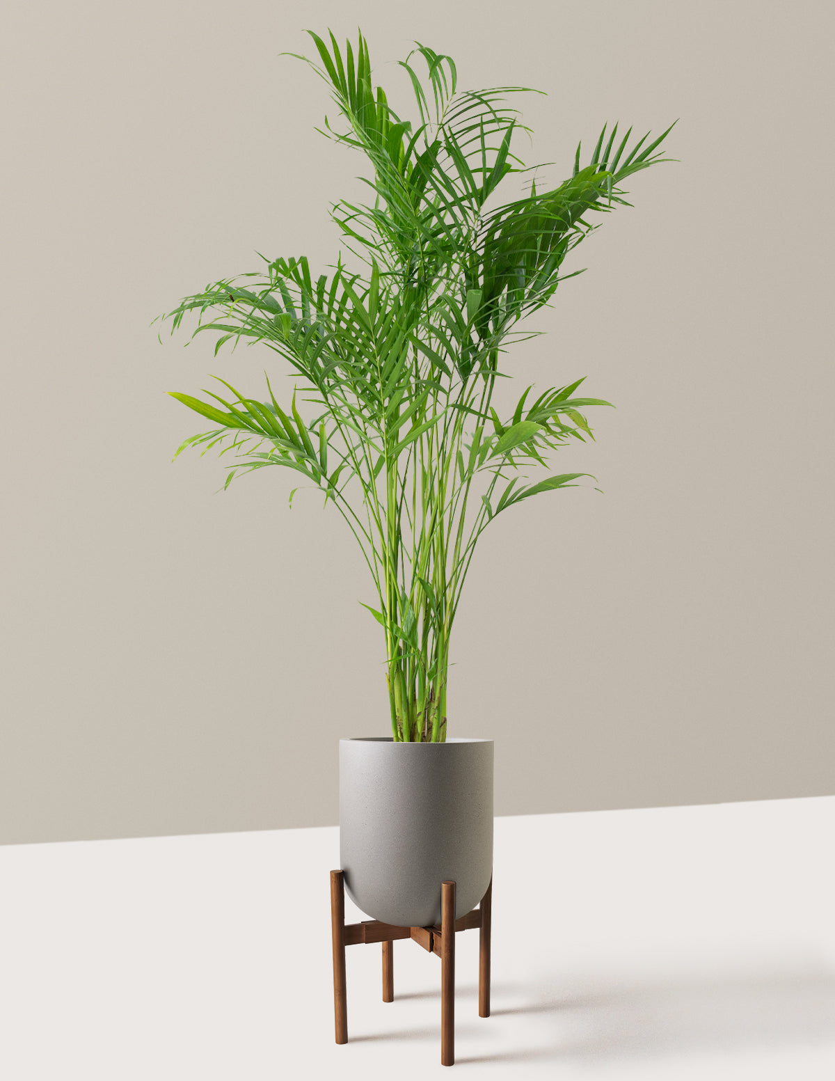 Büyük Boy Cat Palm (Kedi Palmiyesi)