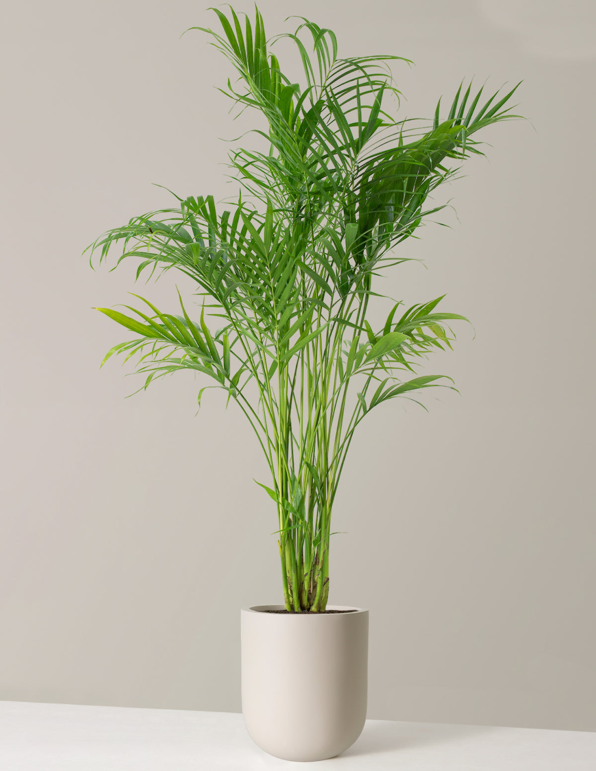 Büyük Boy Cat Palm (Kedi Palmiyesi)