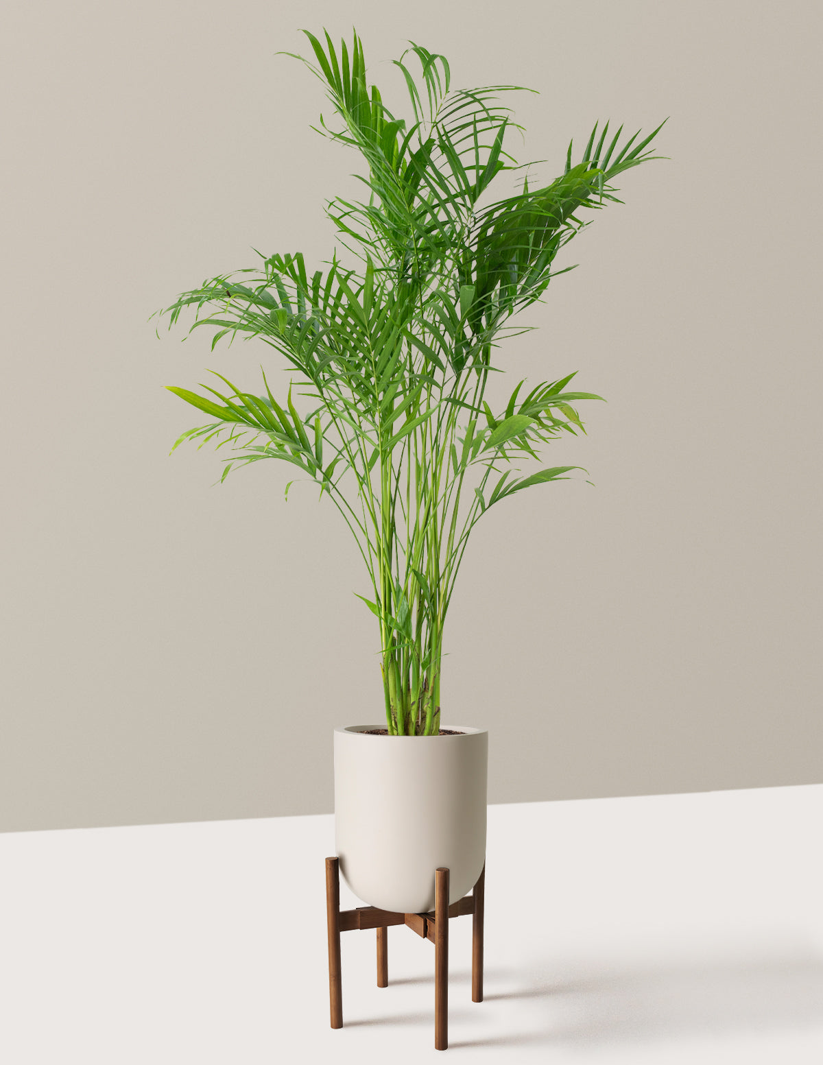 Büyük Boy Cat Palm (Kedi Palmiyesi)