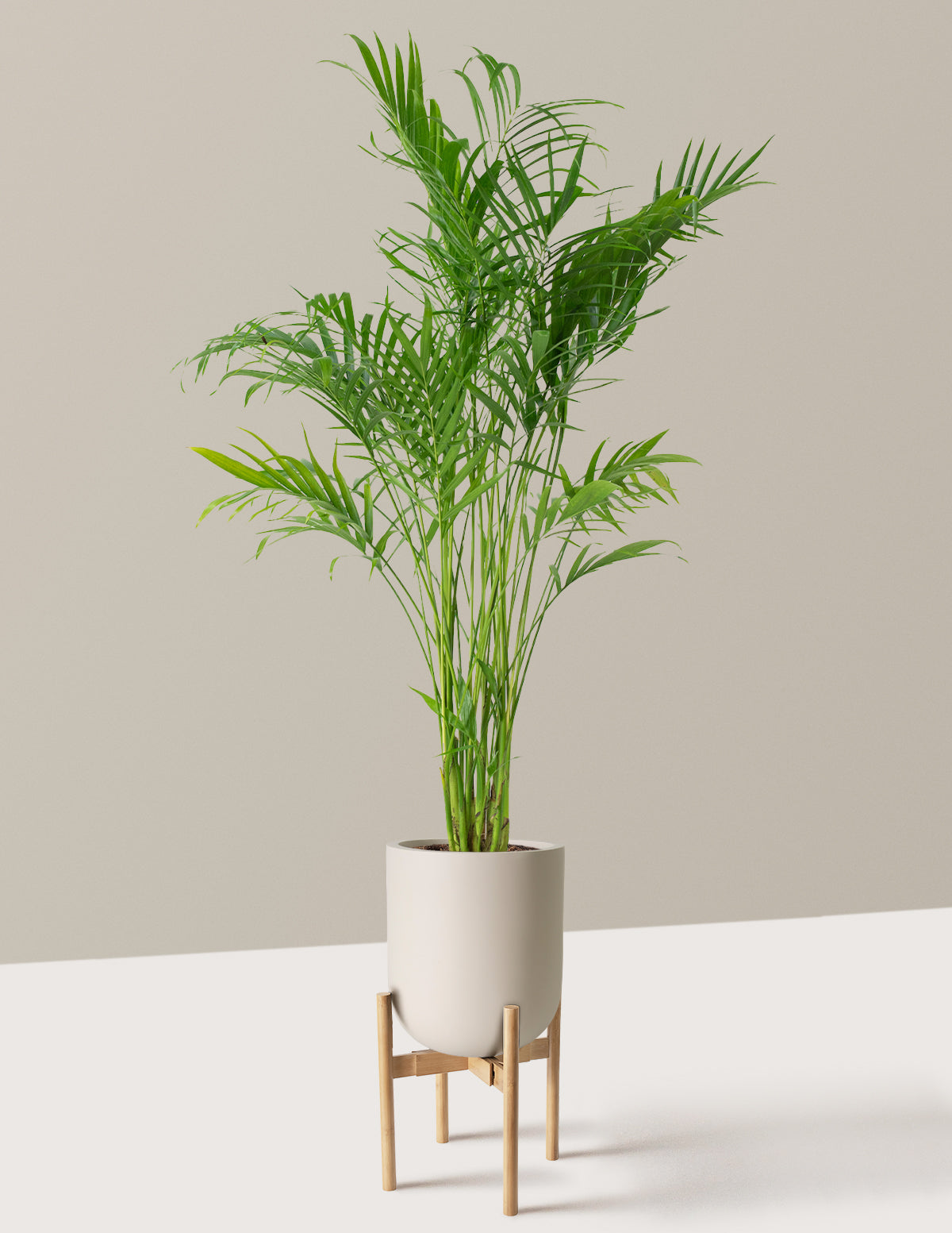 Büyük Boy Cat Palm (Kedi Palmiyesi)
