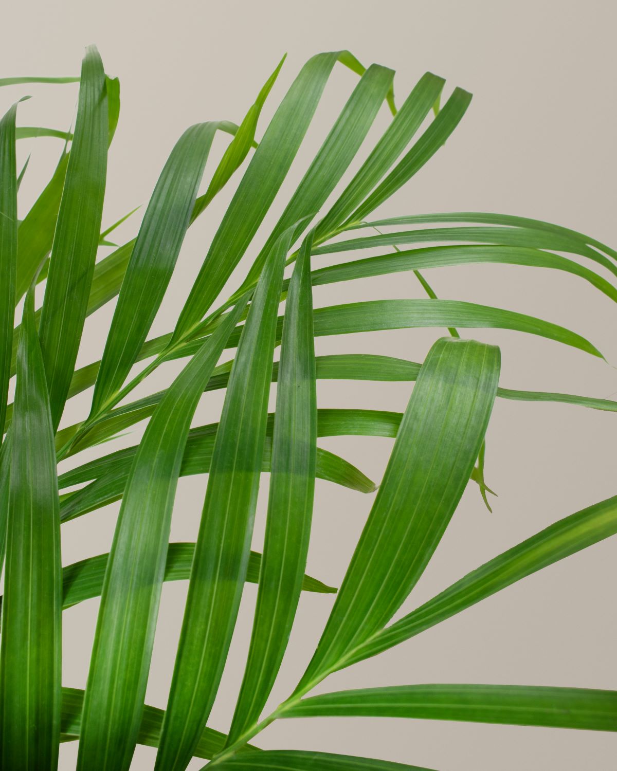 Büyük Boy Cat Palm (Kedi Palmiyesi)