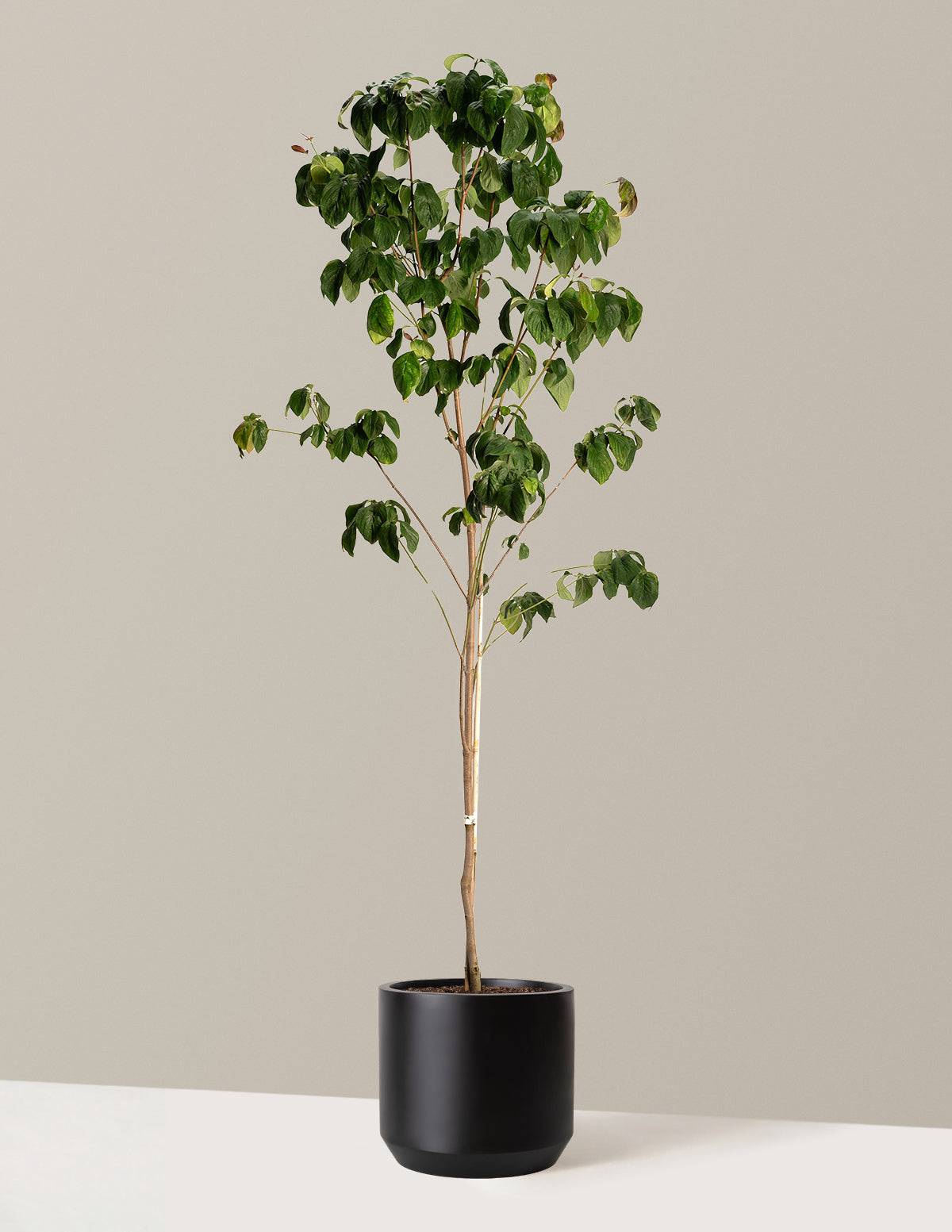 Cherokee Brave Pembe Çiçekli Kızılcık (Dogwood)