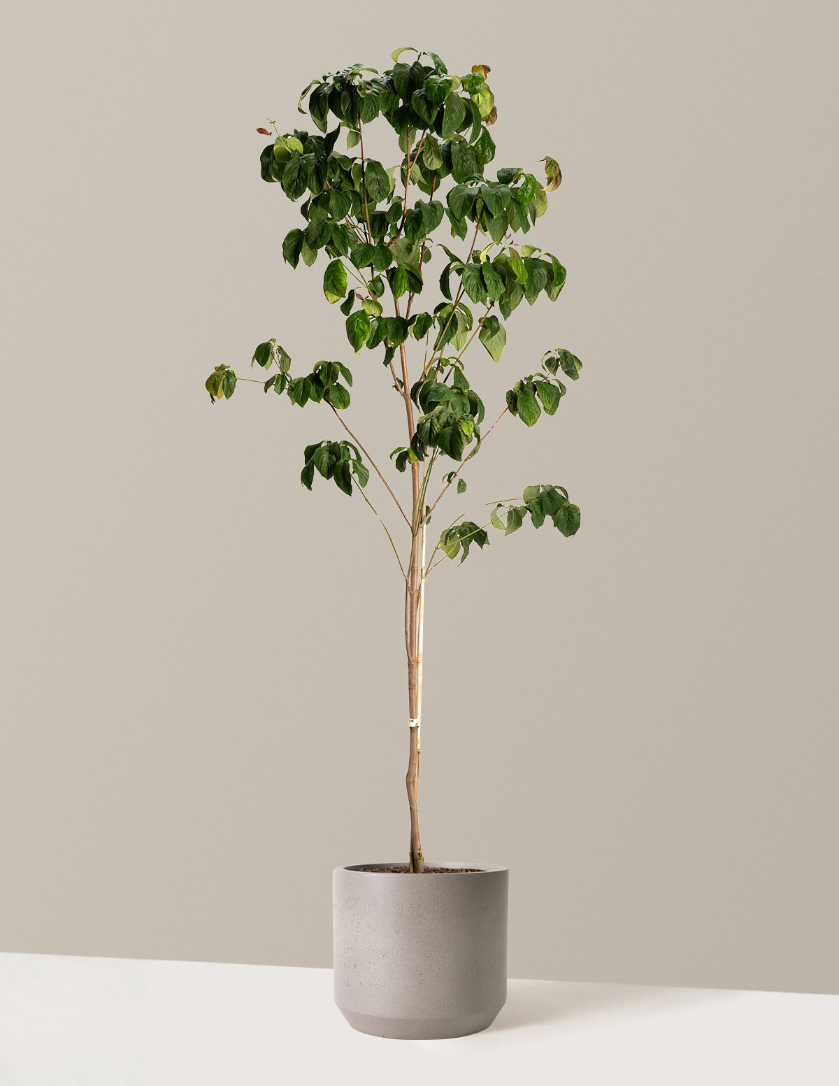 Cherokee Brave Pembe Çiçekli Kızılcık (Dogwood)