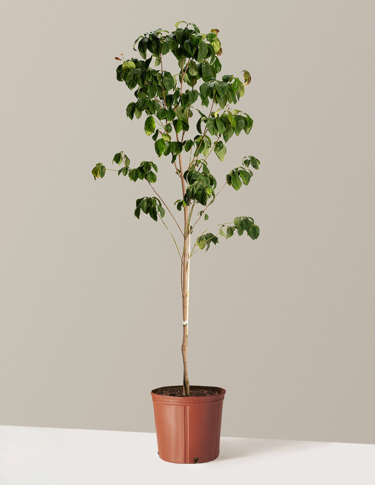 Cherokee Brave Pembe Çiçekli Kızılcık (Dogwood)