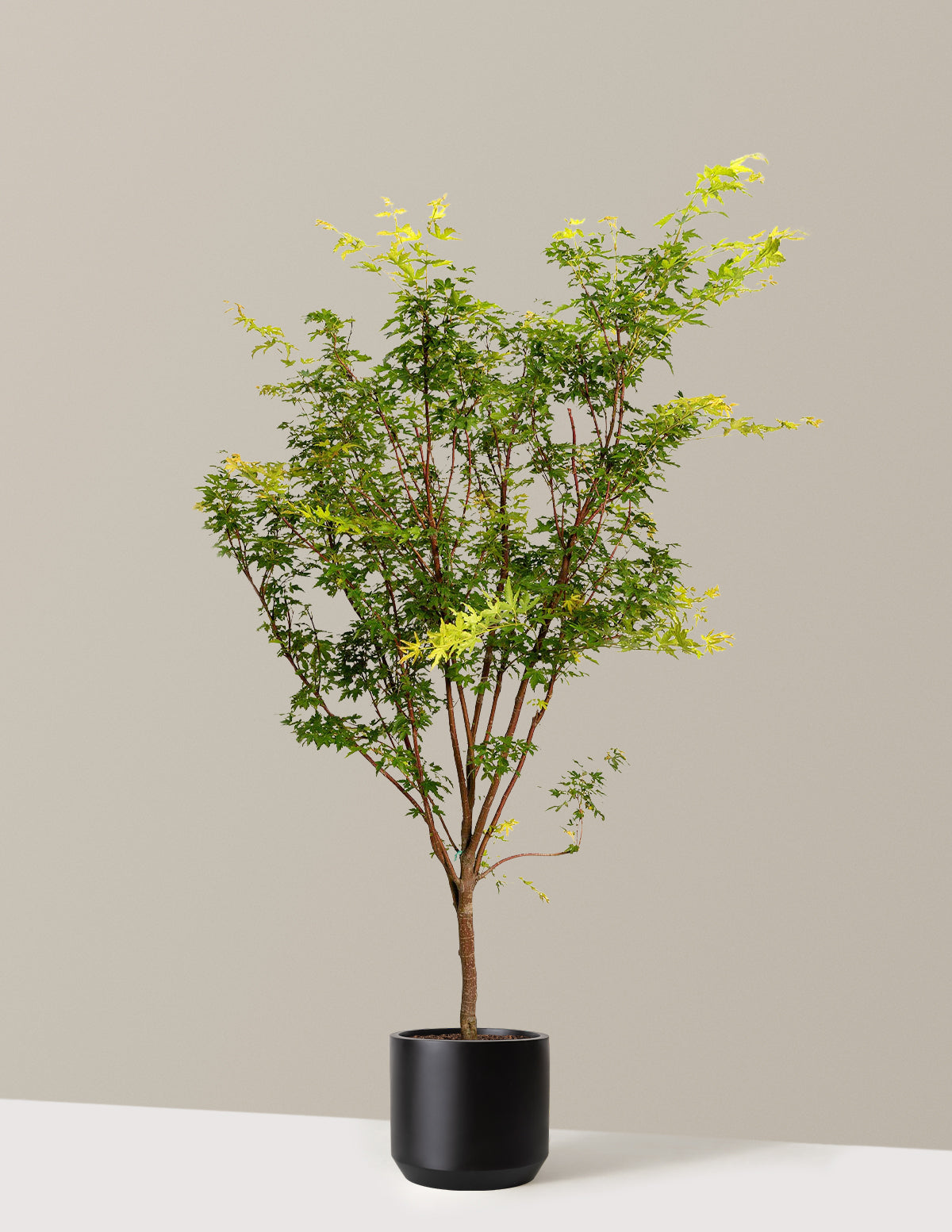 Coral Bark Japon Akçaağacı