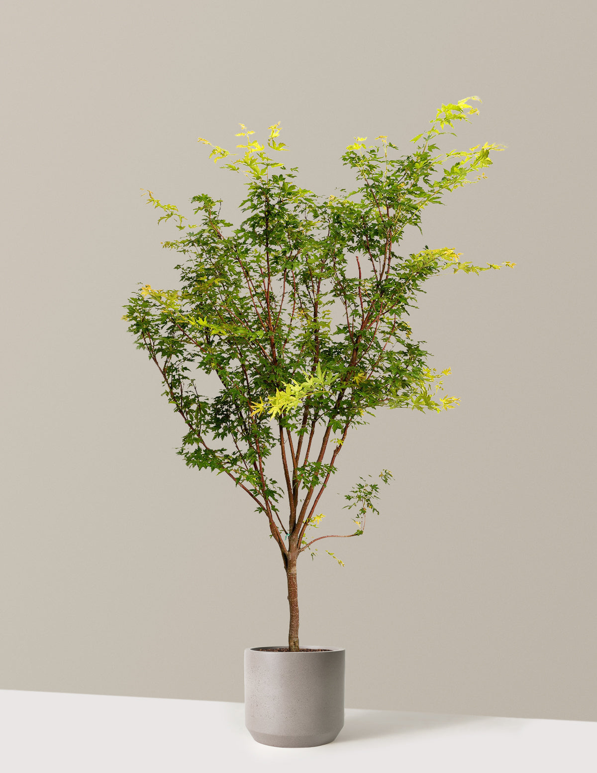 Coral Bark Japon Akçaağacı