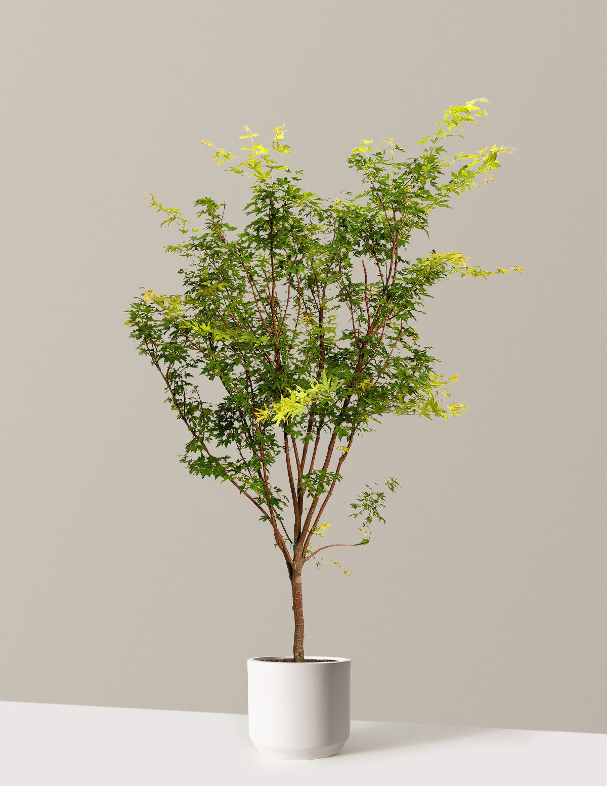 Coral Bark Japon Akçaağacı