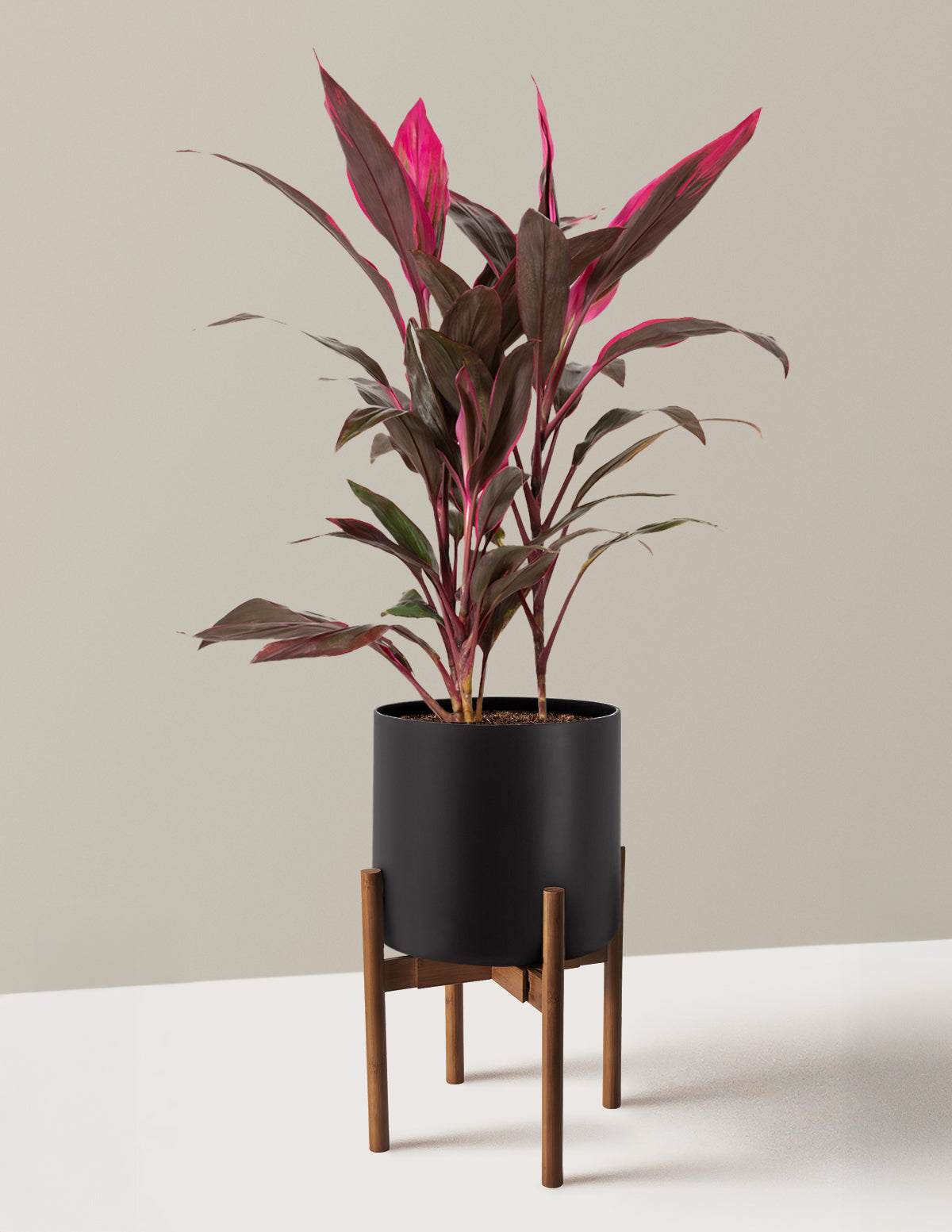 Büyük Boy Cordyline 'Red Sister'