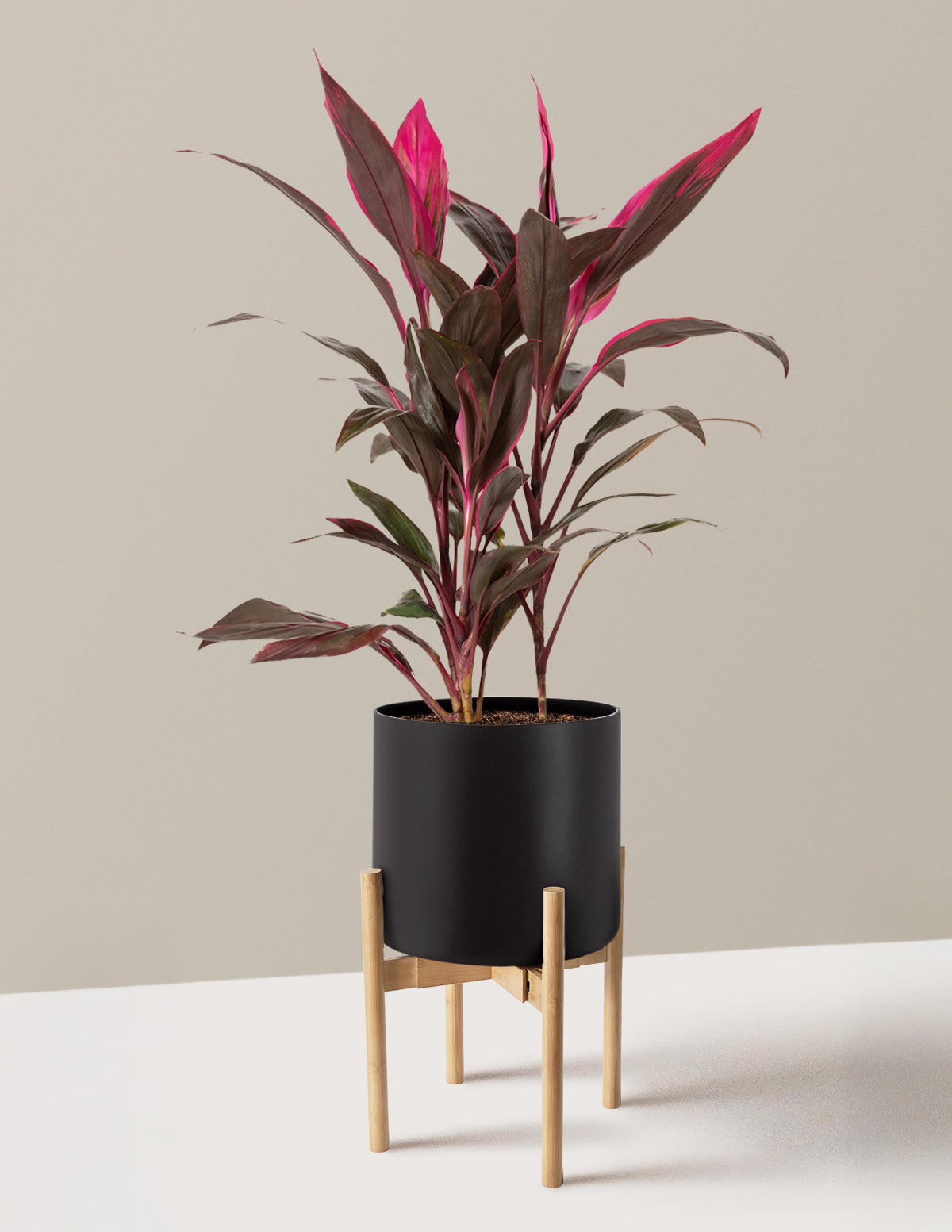 Büyük Boy Cordyline 'Red Sister'