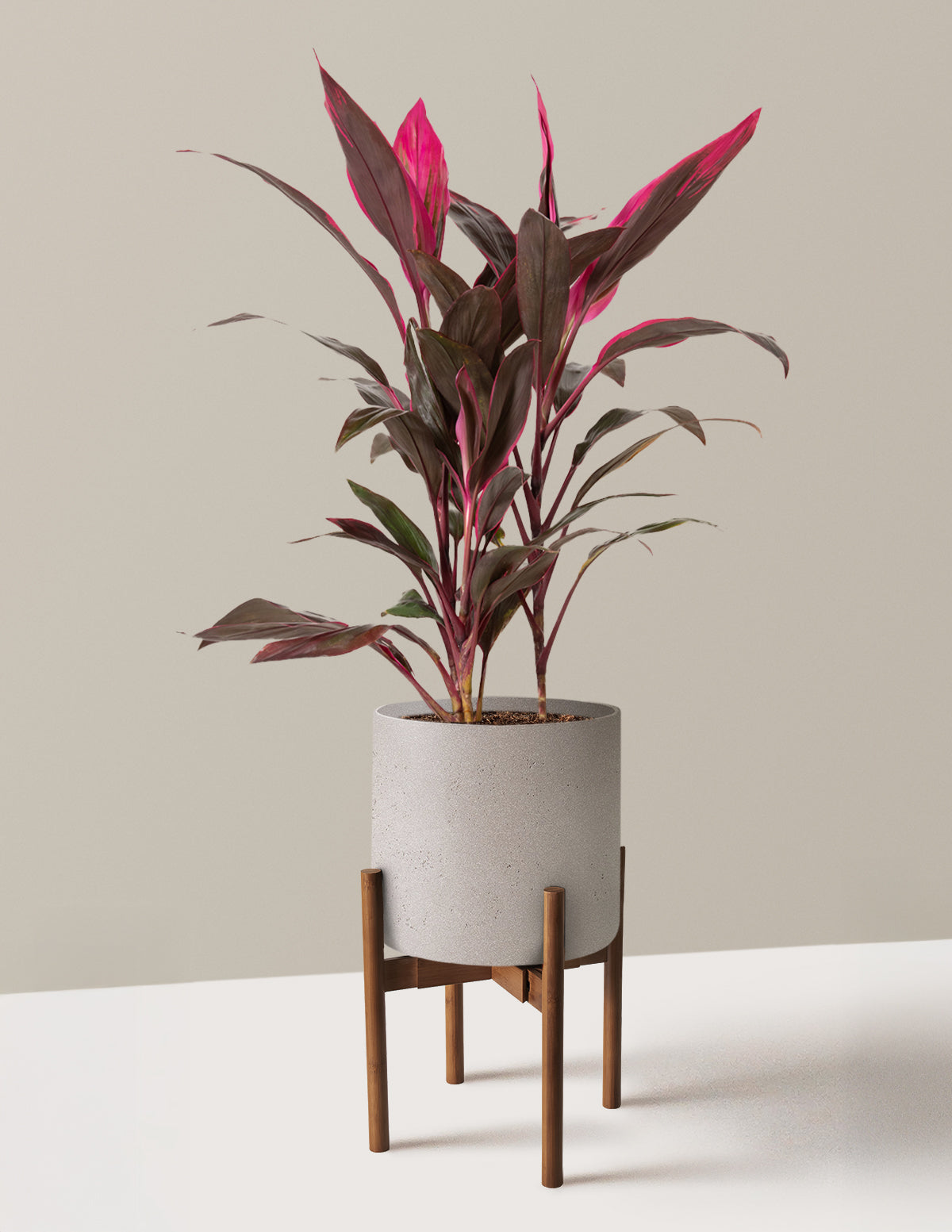 Büyük Boy Cordyline 'Red Sister'