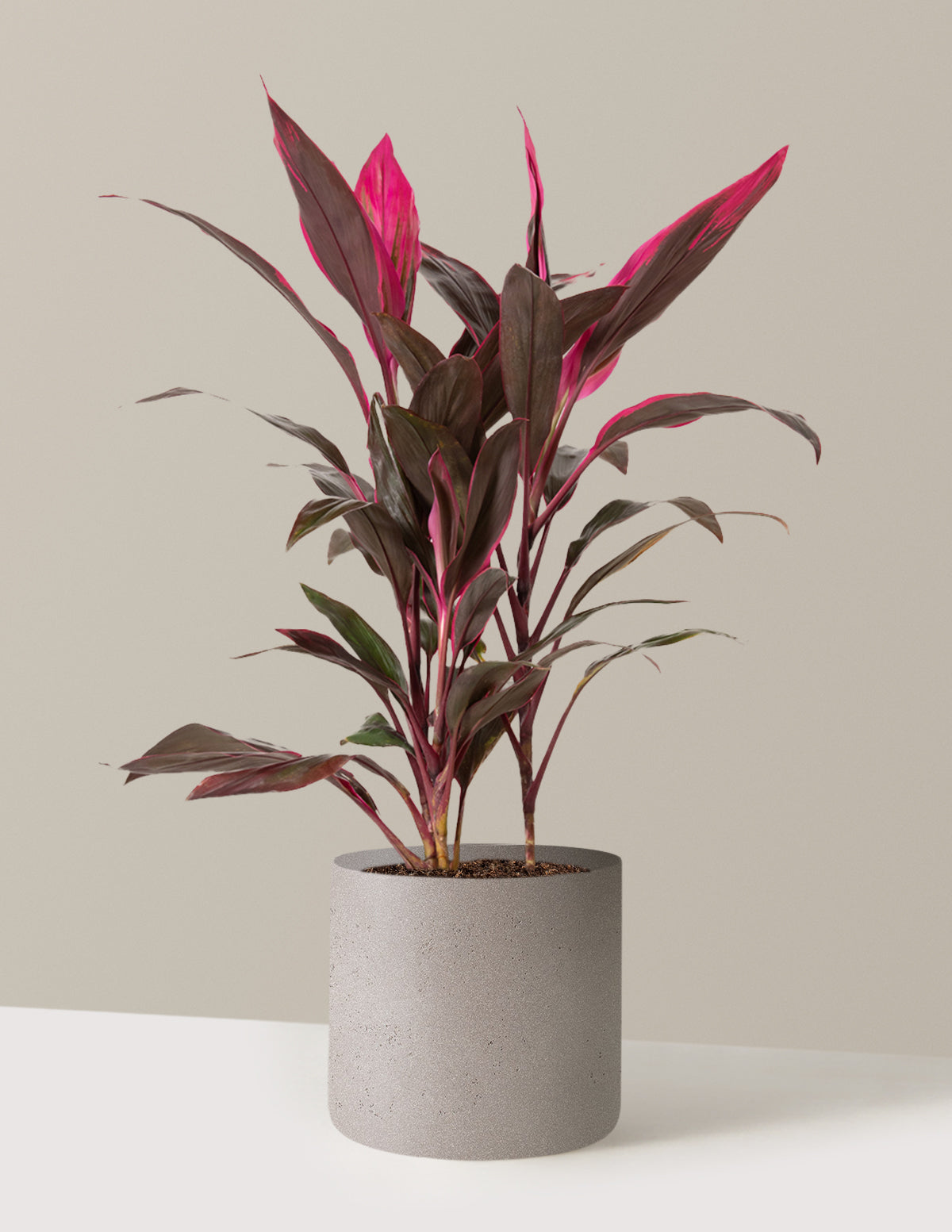 Büyük Boy Cordyline 'Red Sister'