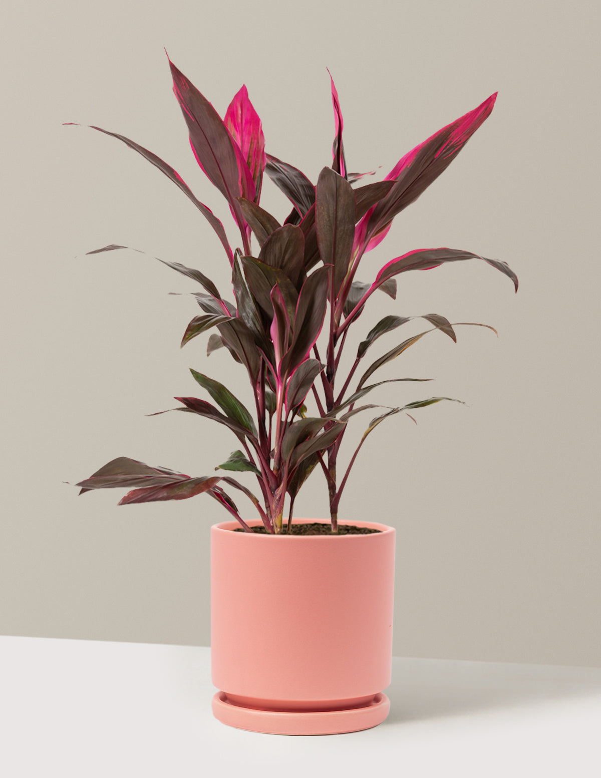 Büyük Boy Cordyline 'Red Sister'
